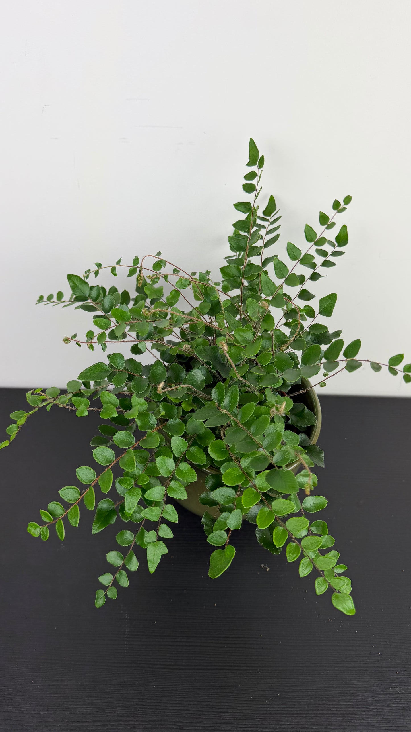 Pellaea Rotundifolia
