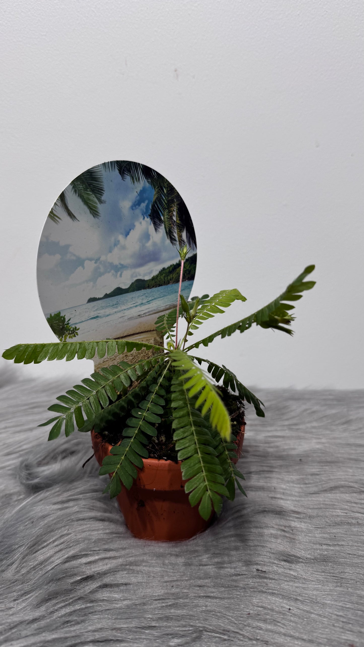 Biophytum Sensitivum