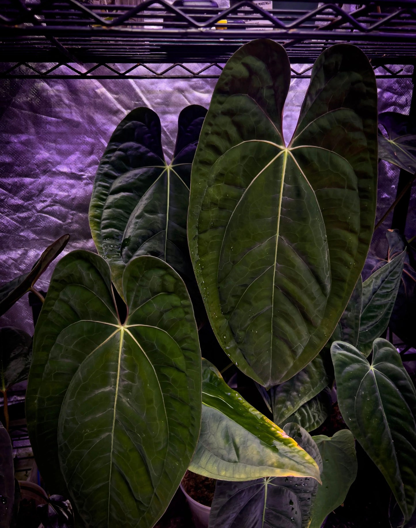 Anthurium papillilaminum