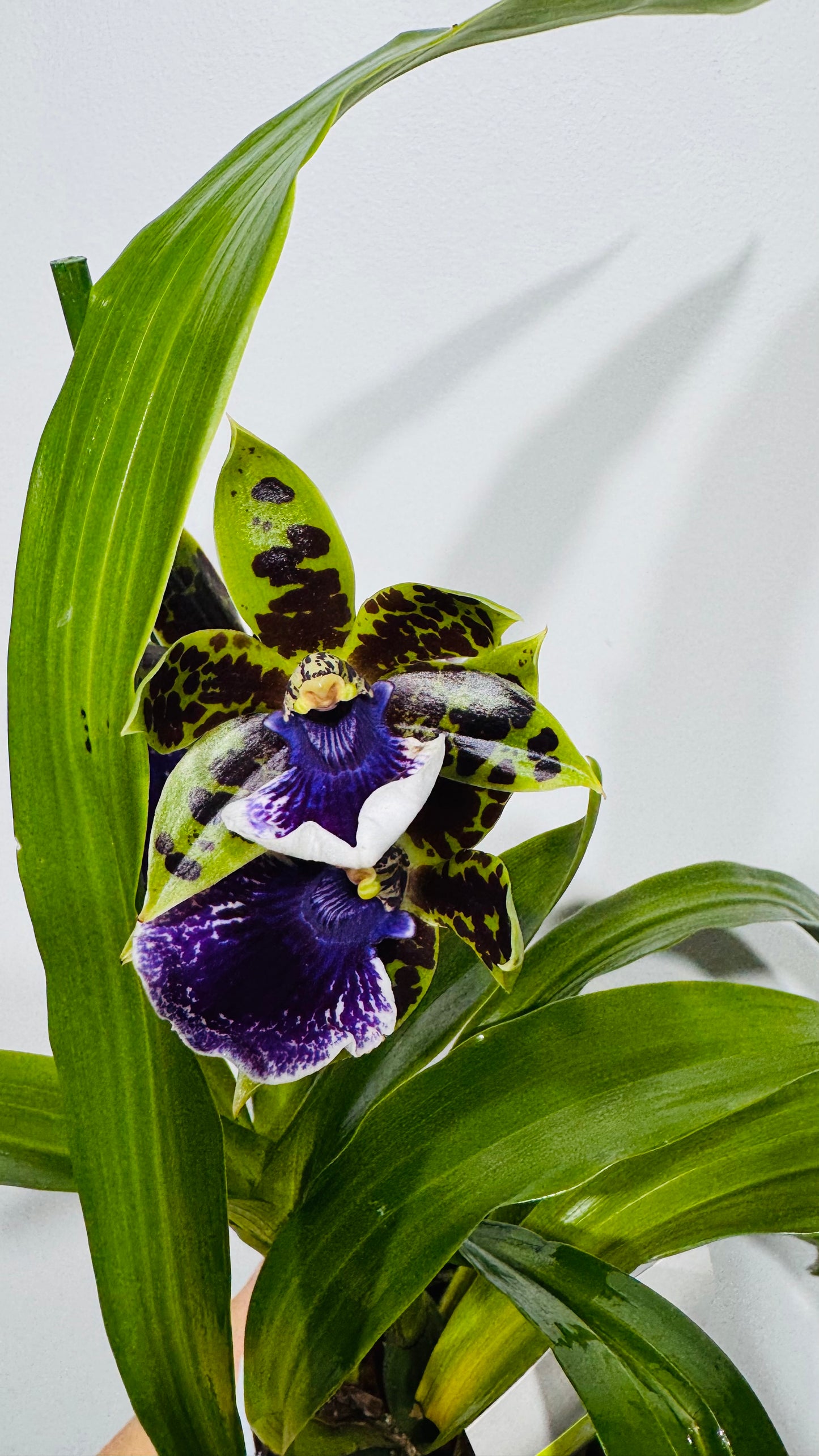 Orhideja Zygopetalum Louisendorf 3 SMARŽO!