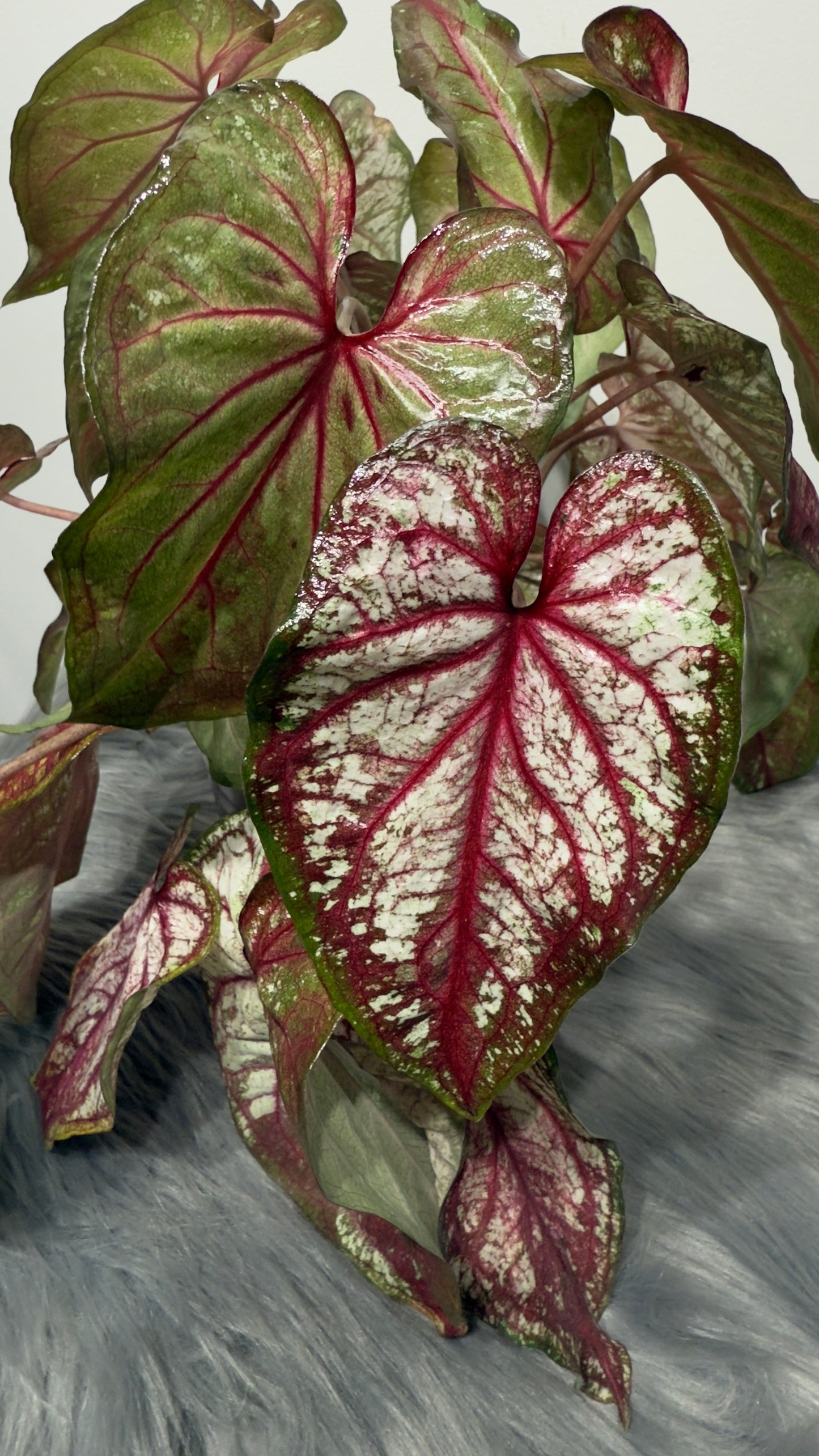 Caladium 5