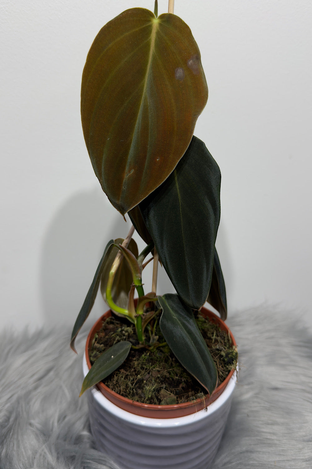 Philodendron gigas - www.augi-plants.lv