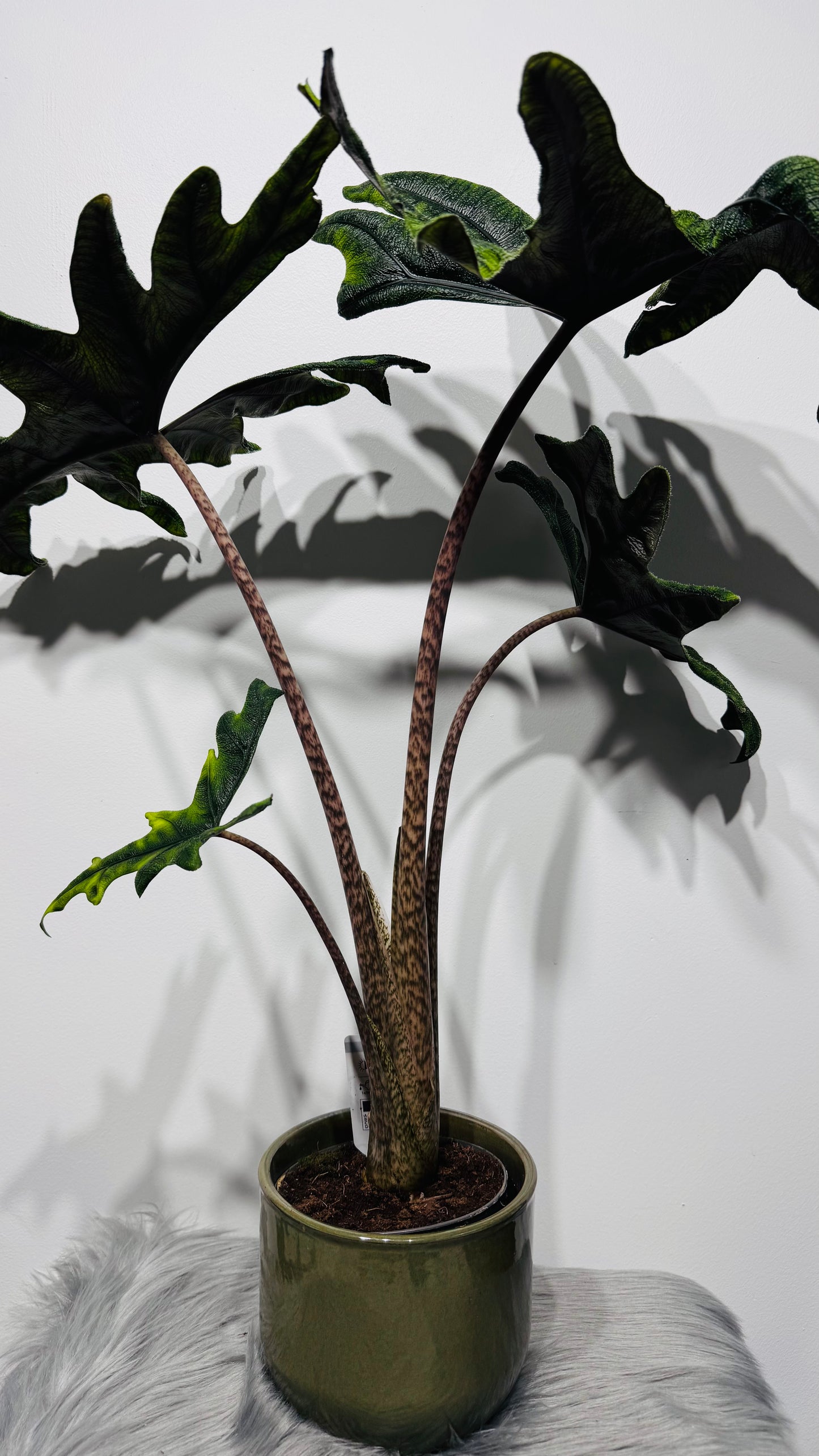 Alocasia Jacklyn