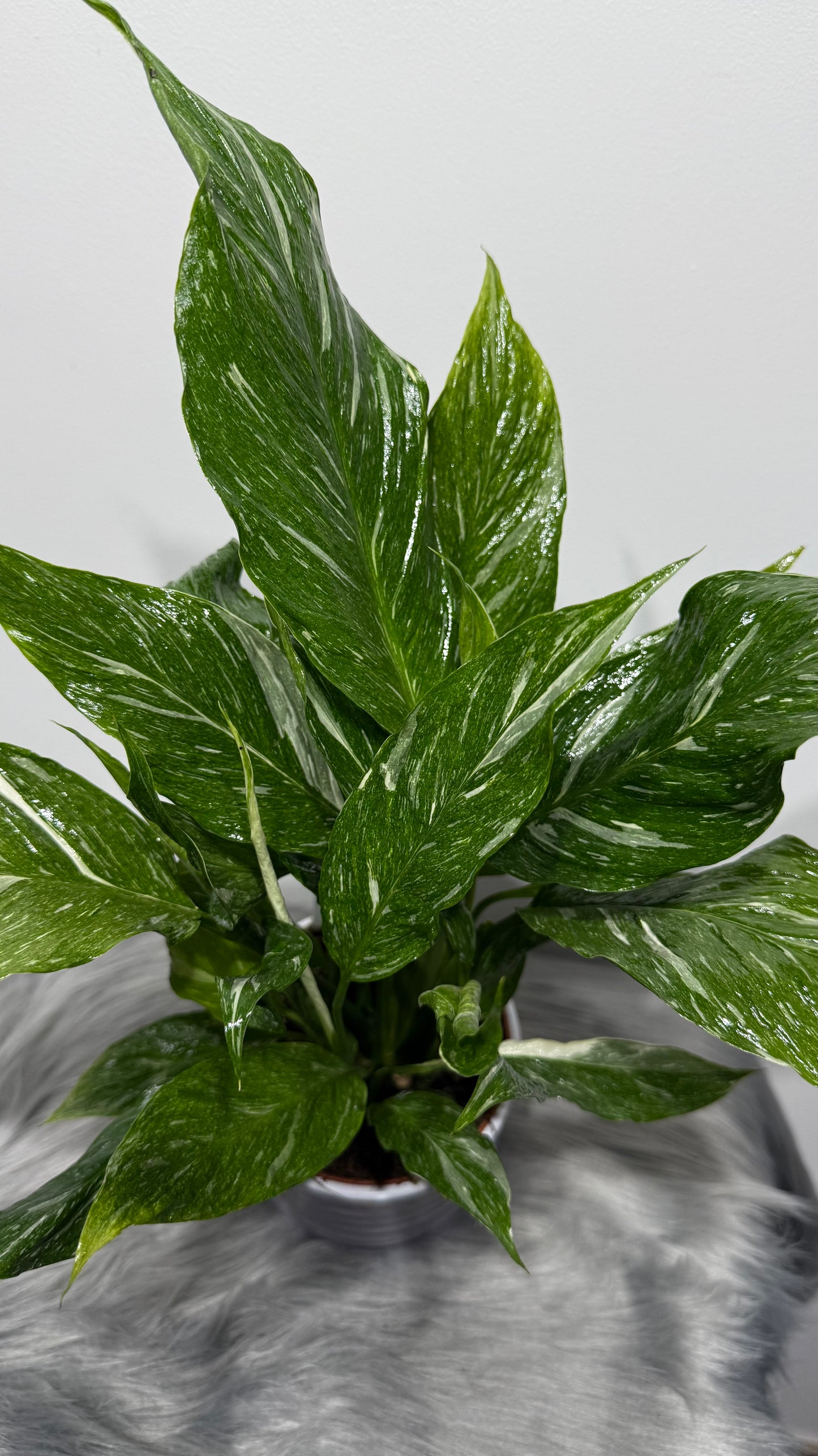 Spathiphyllum Diamond