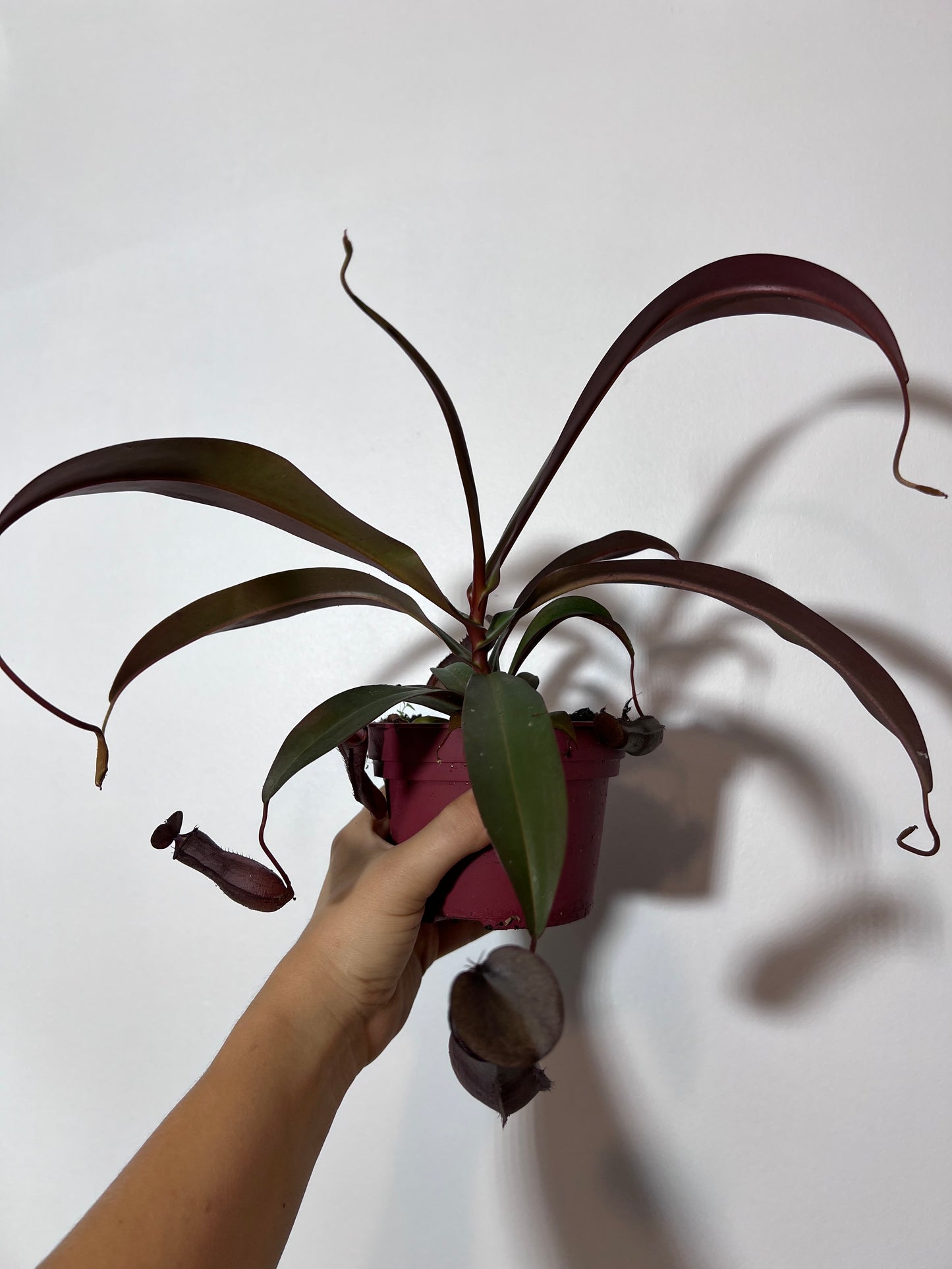 Mušķērājs Nepenthes Rebecca Soper - www.augi-plants.lv