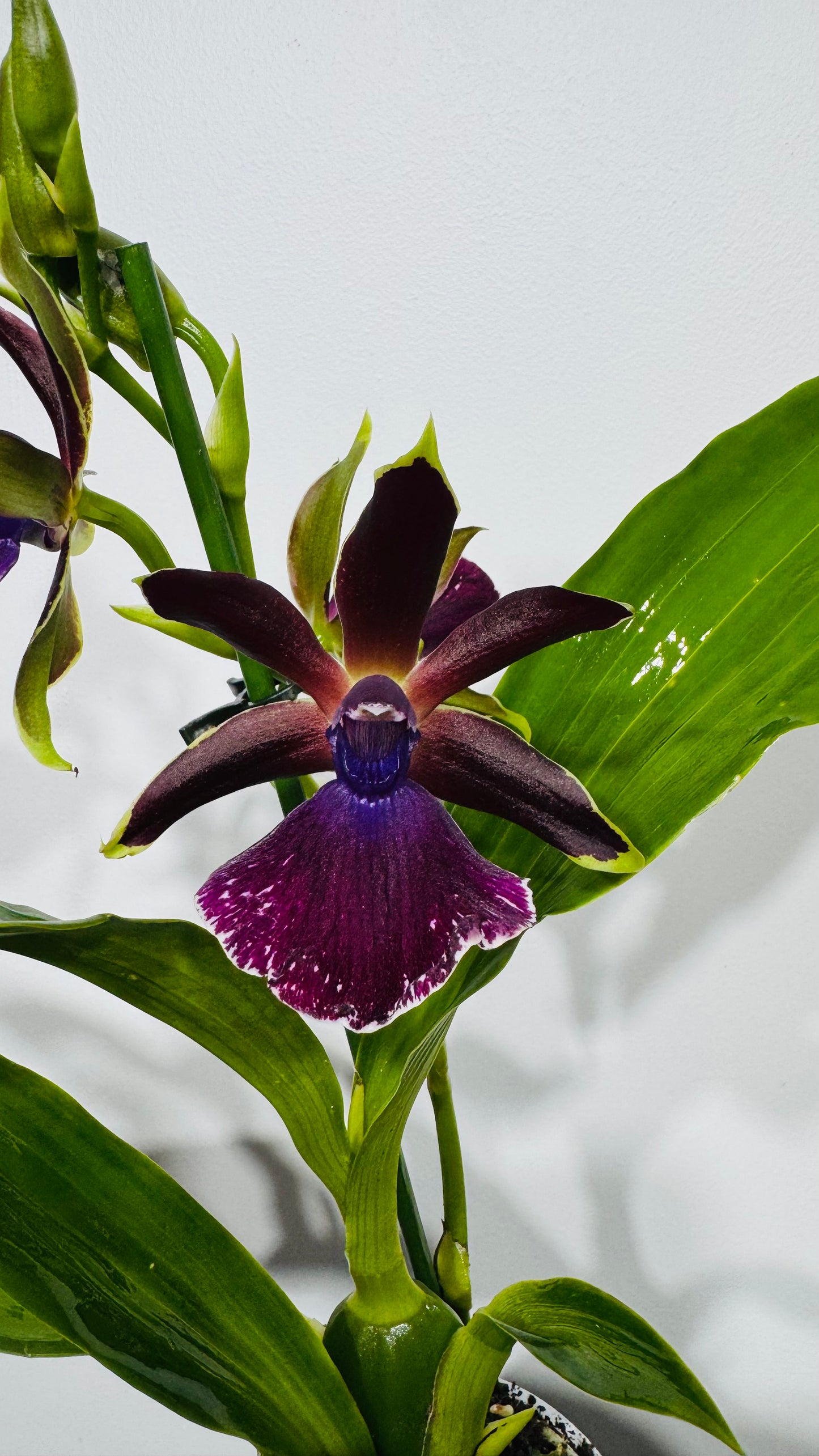 Orhideja Zygopetalum Louisendorf 4 SMARŽO!