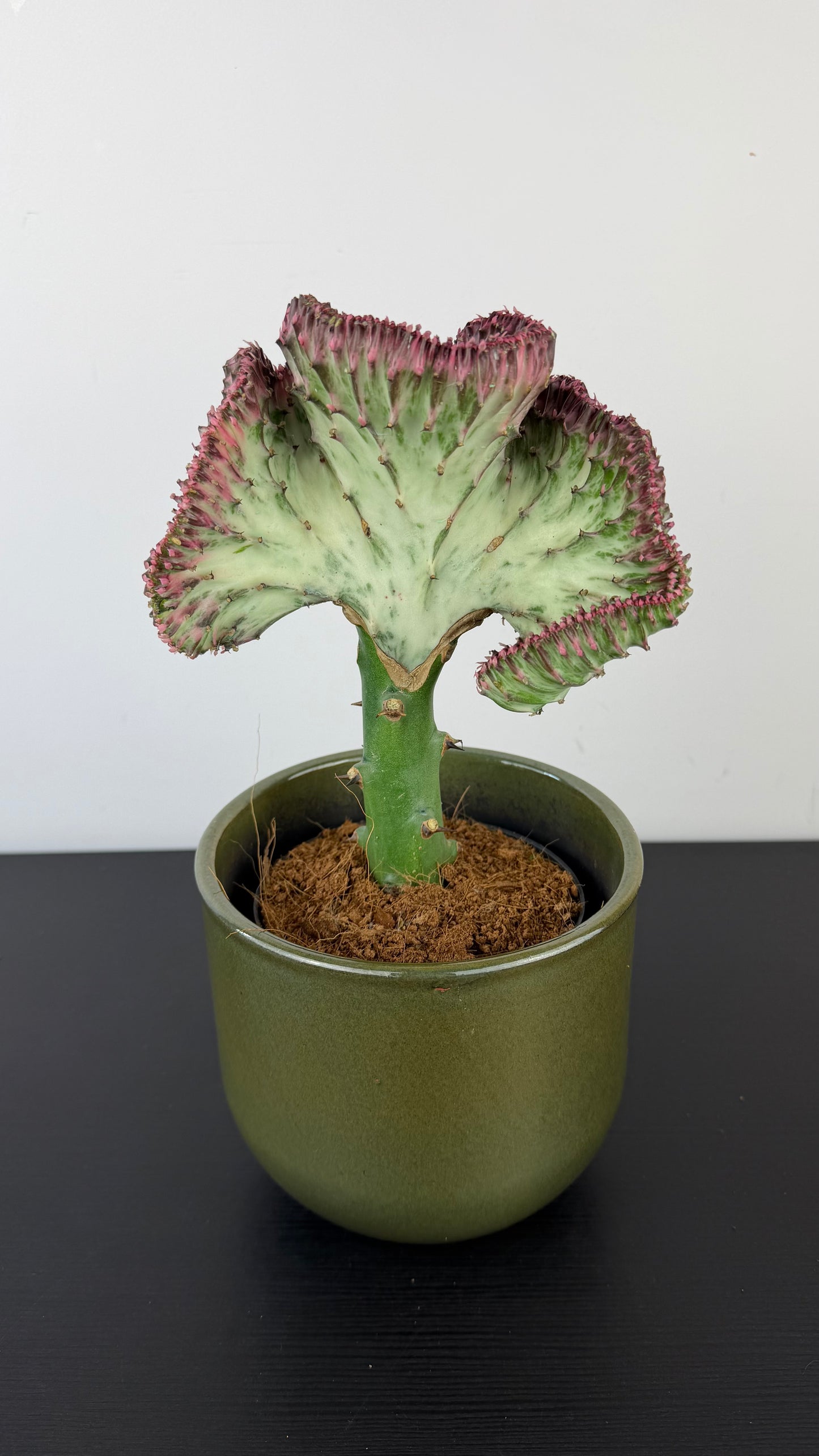 Euphorbia Cristata 2