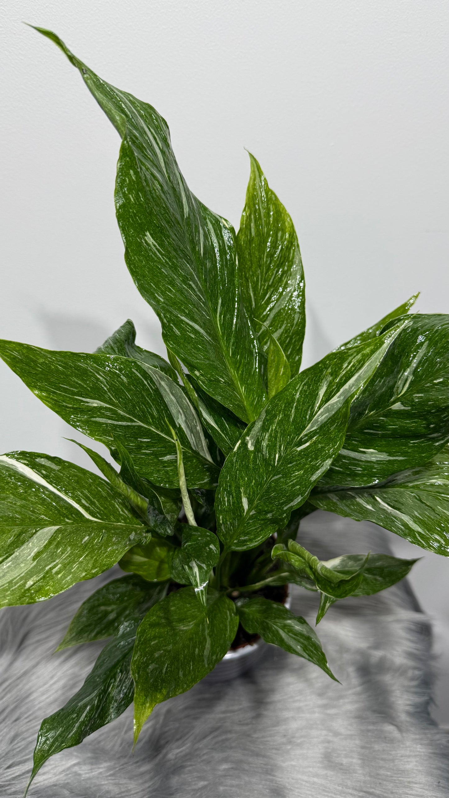 Spathiphyllum Diamond