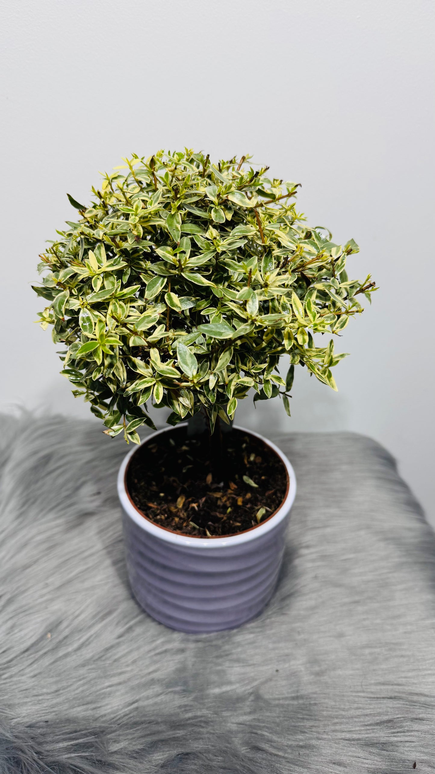 Myrtus Communis Variegata Mirte