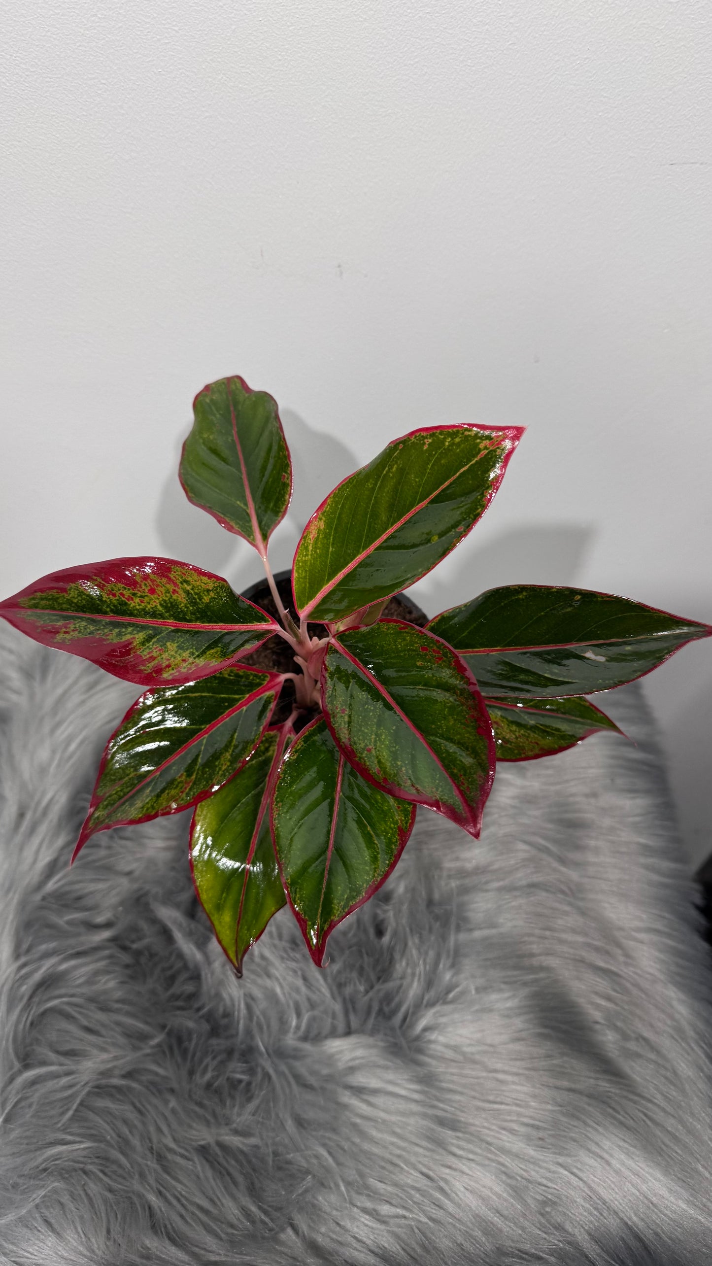 Aglaonema Siam Red Aurora
