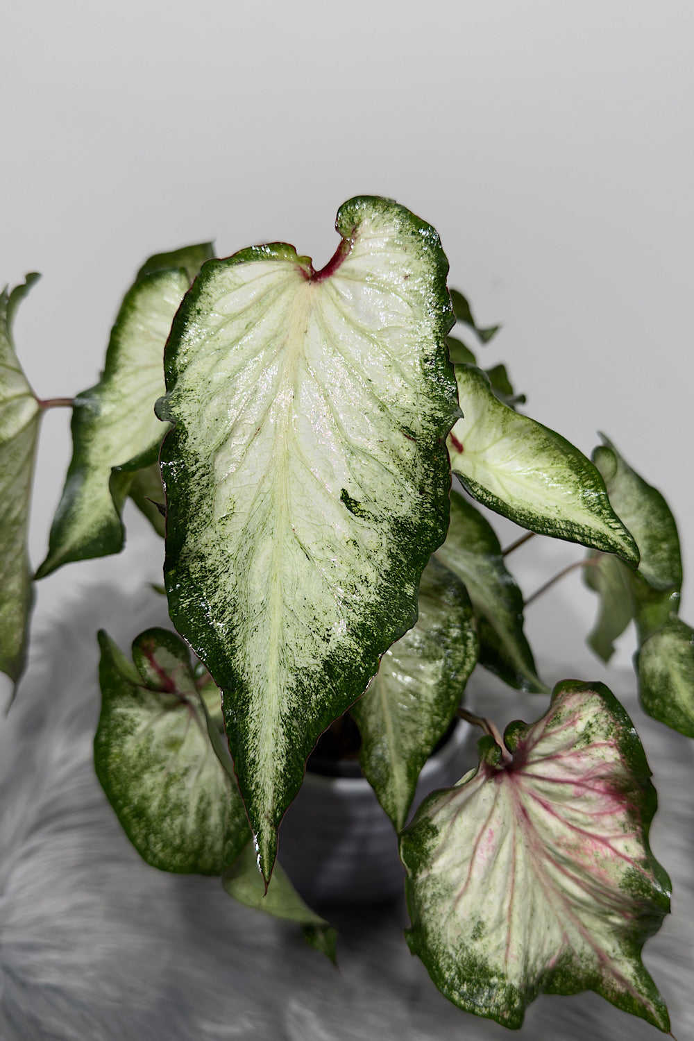 Caladium 2