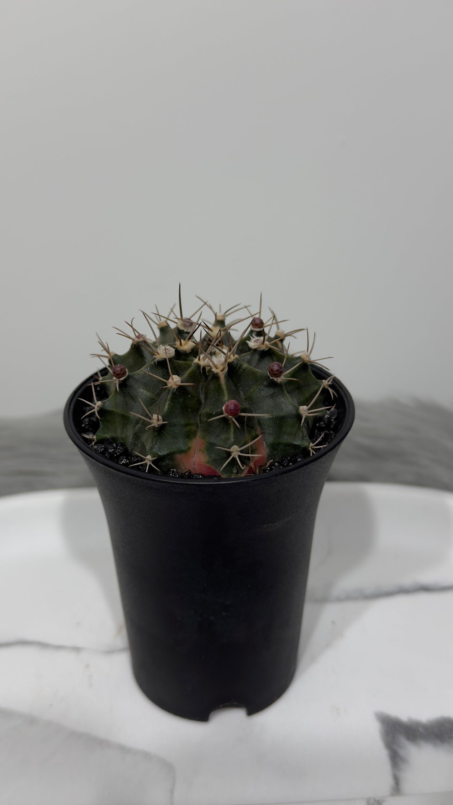 Gymnocalycium mihanovichii variegata - www.augi-plants.lv