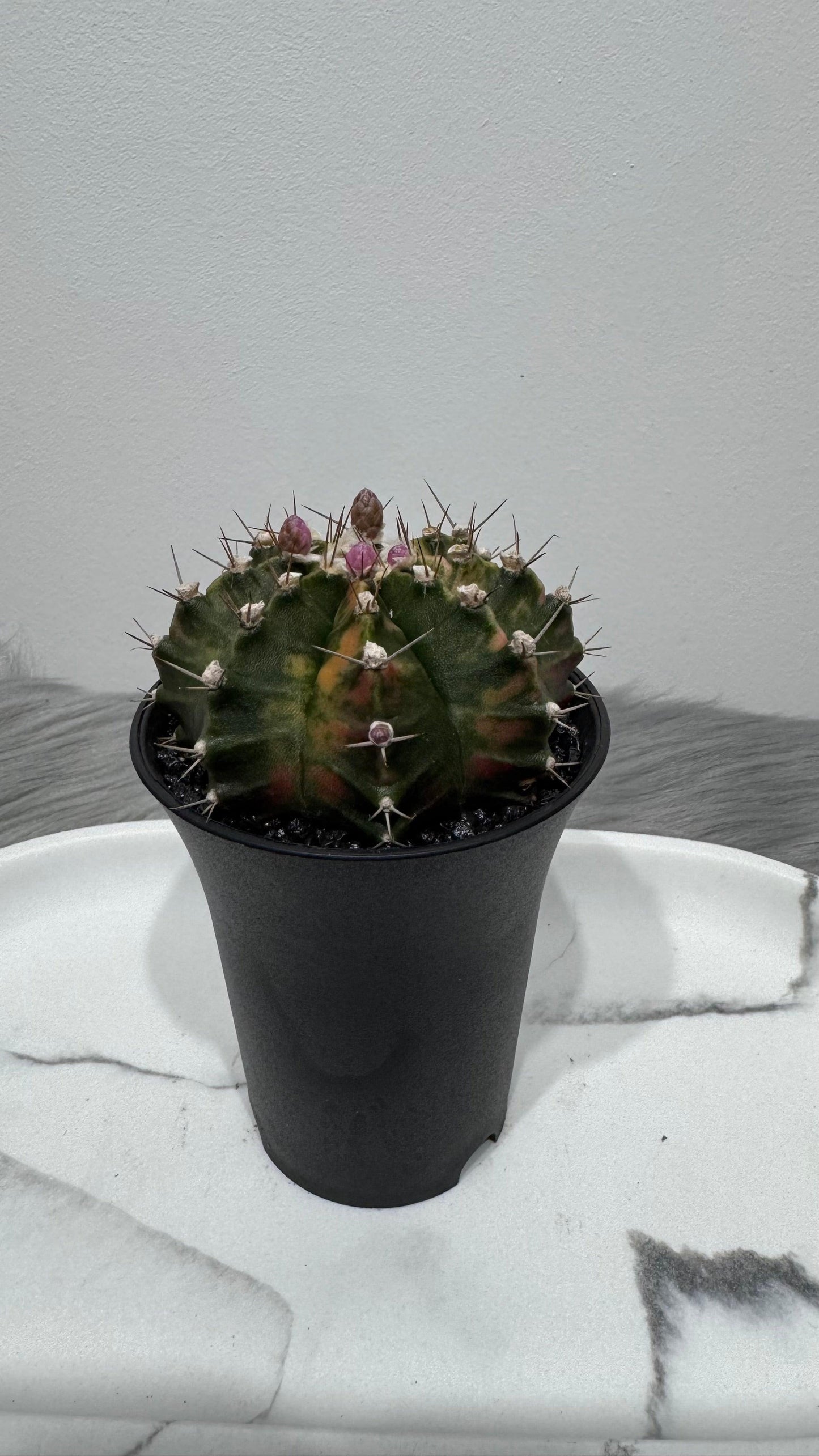Gymnocalycium mihanovichii variegata - www.augi-plants.lv