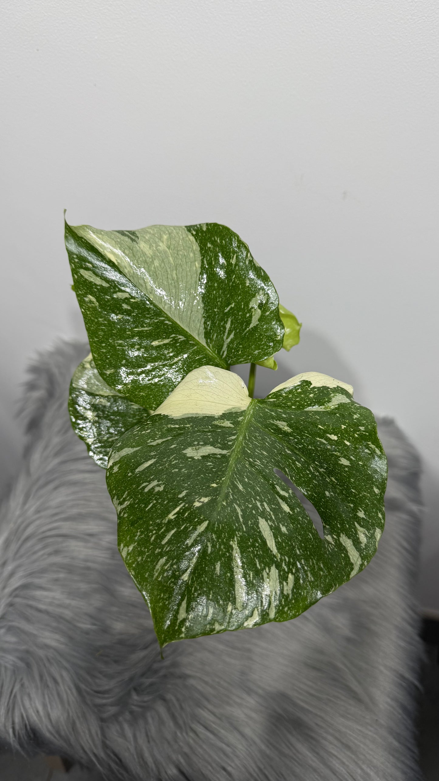 Monstera Thai Constellation