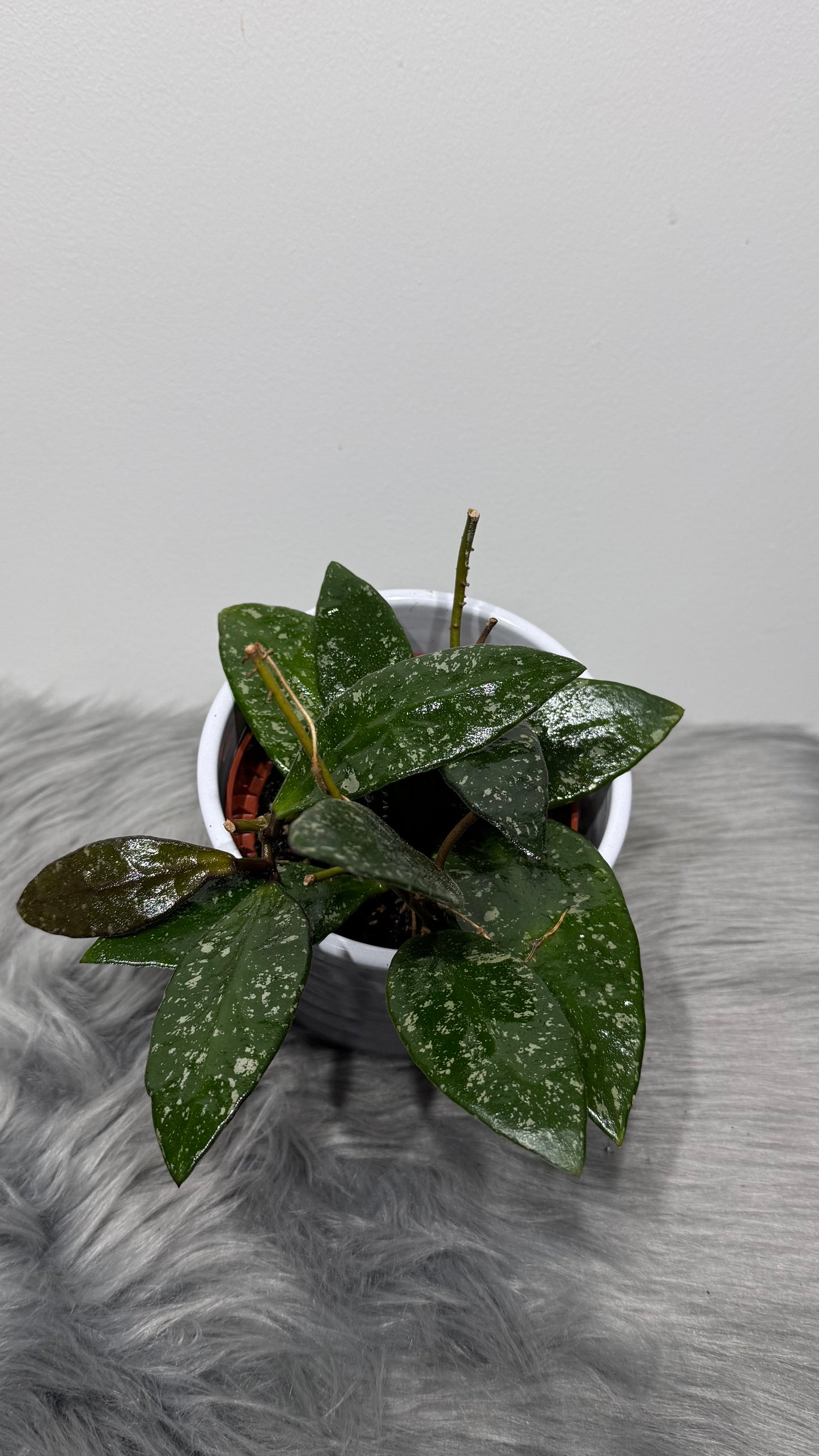 Hoya Rundumensis Splash