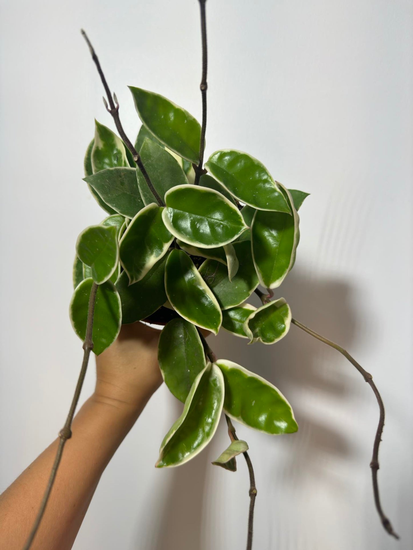 Hoya carnosa 'Krimson Queen' - www.augi-plants.lv