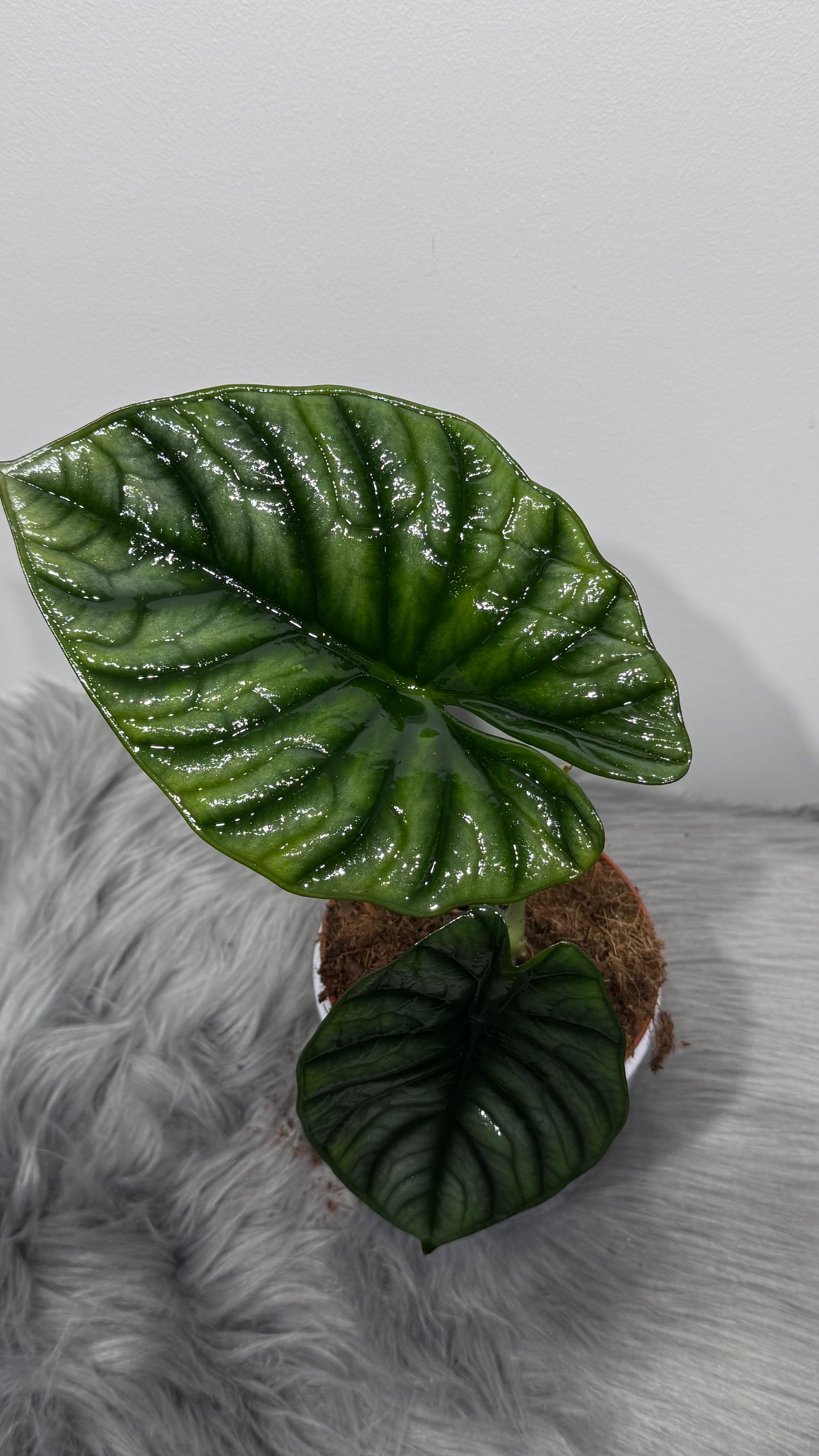 Alocasia Nebula