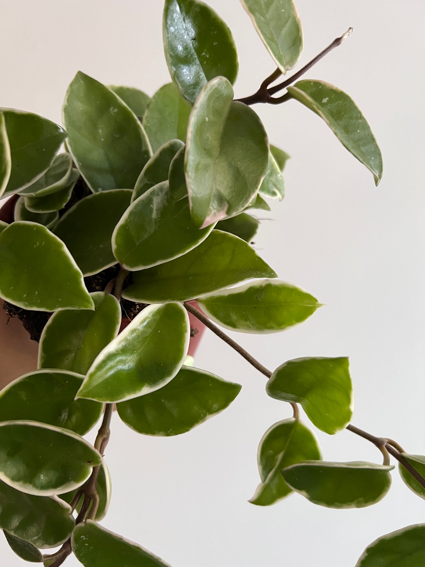 Hoya carnosa 'Krimson Queen' - www.augi-plants.lv
