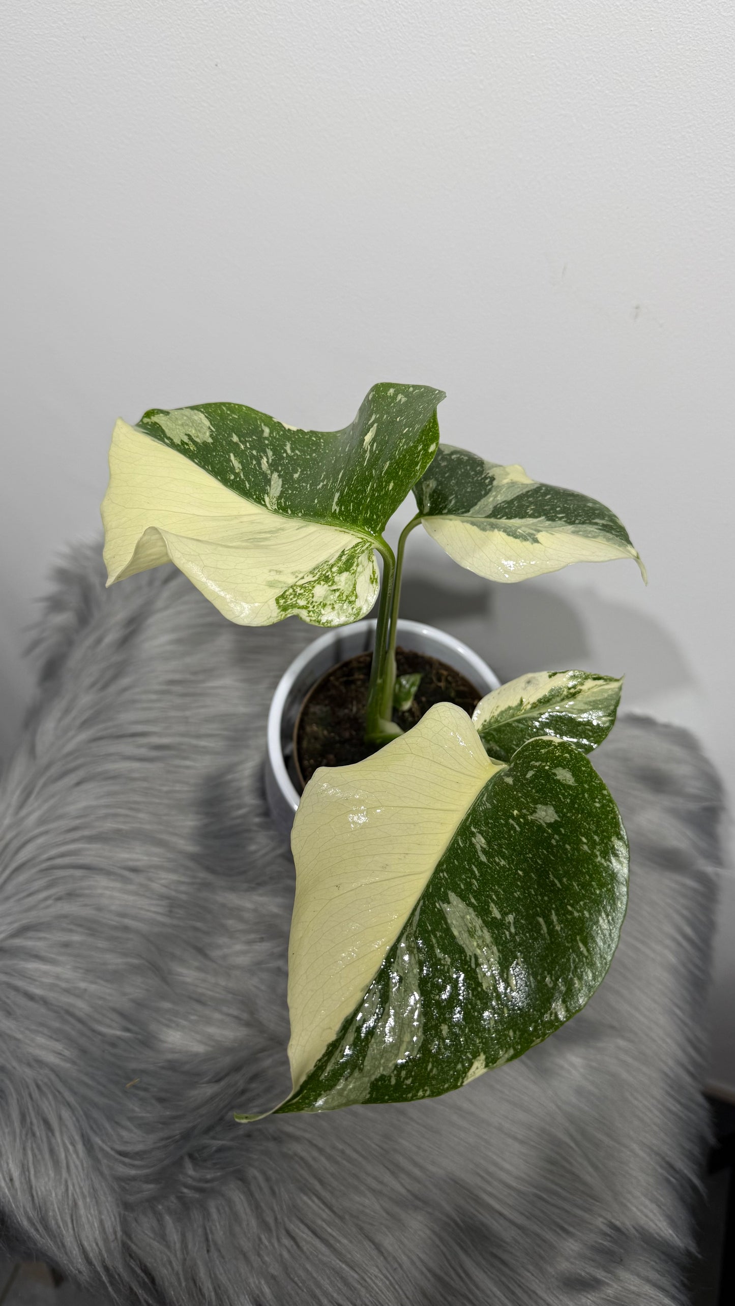 Monstera Thai Constellation