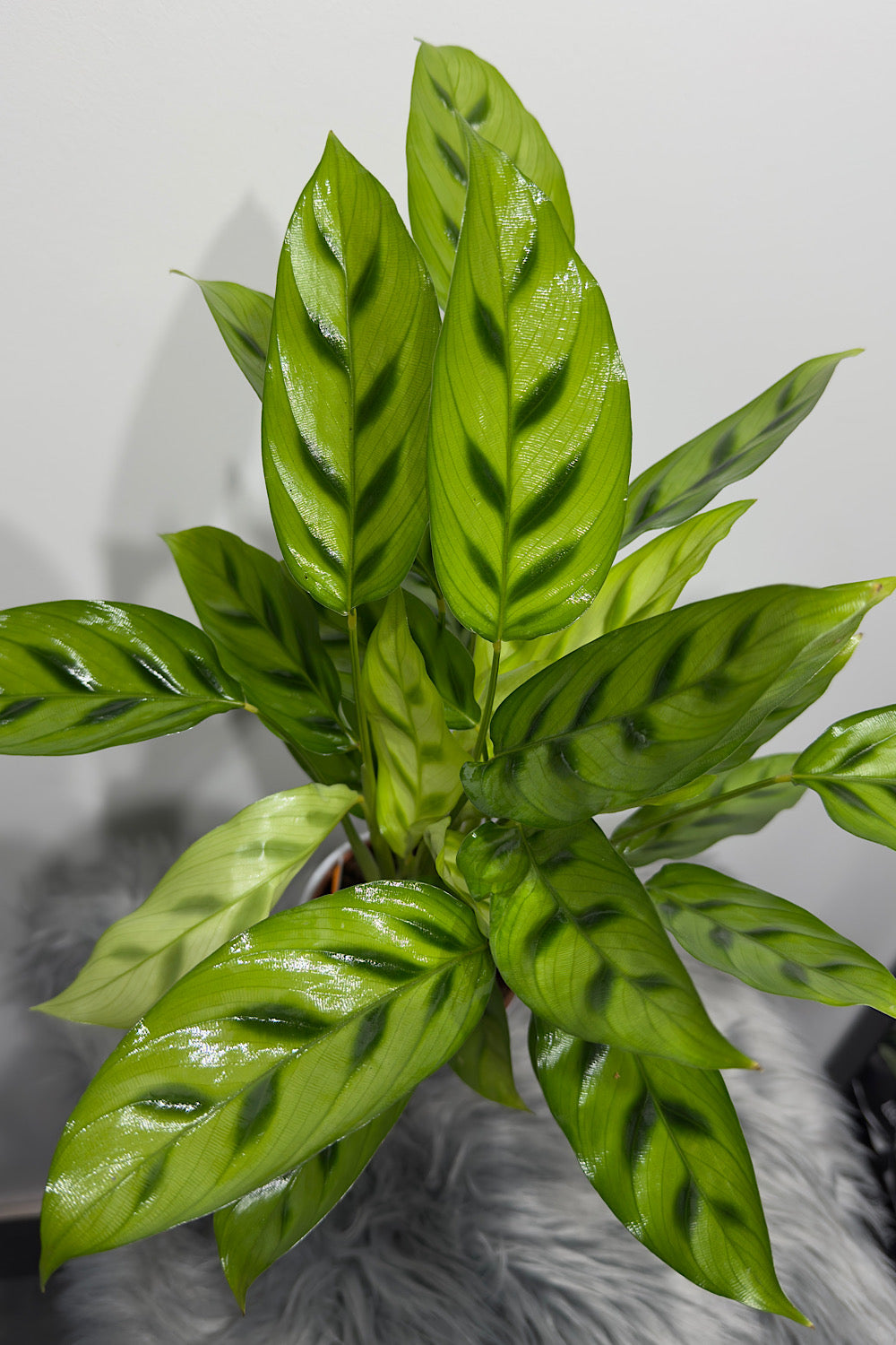 Calathea 2 - www.augi-plants.lv