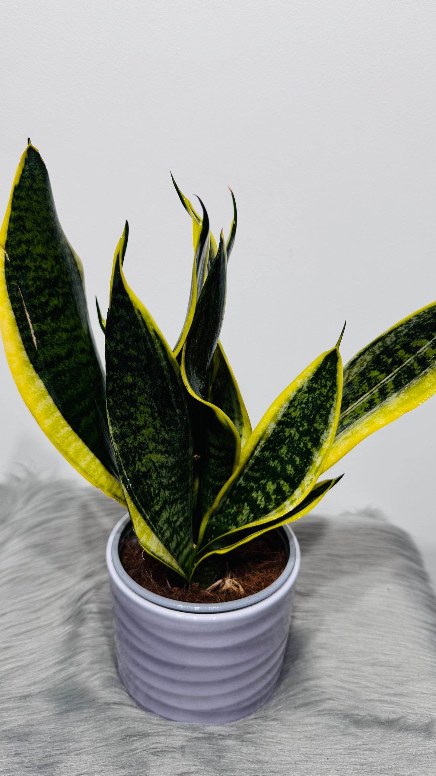 Sansevieria 6