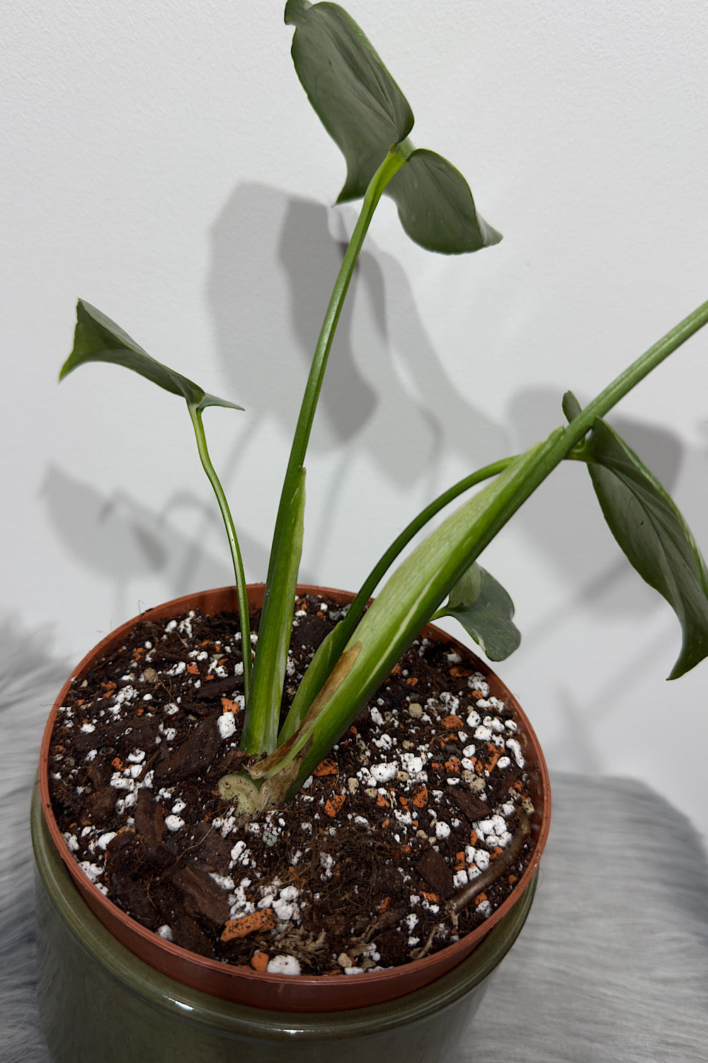 Monstera Thai Constellation 1 - www.augi-plants.lv