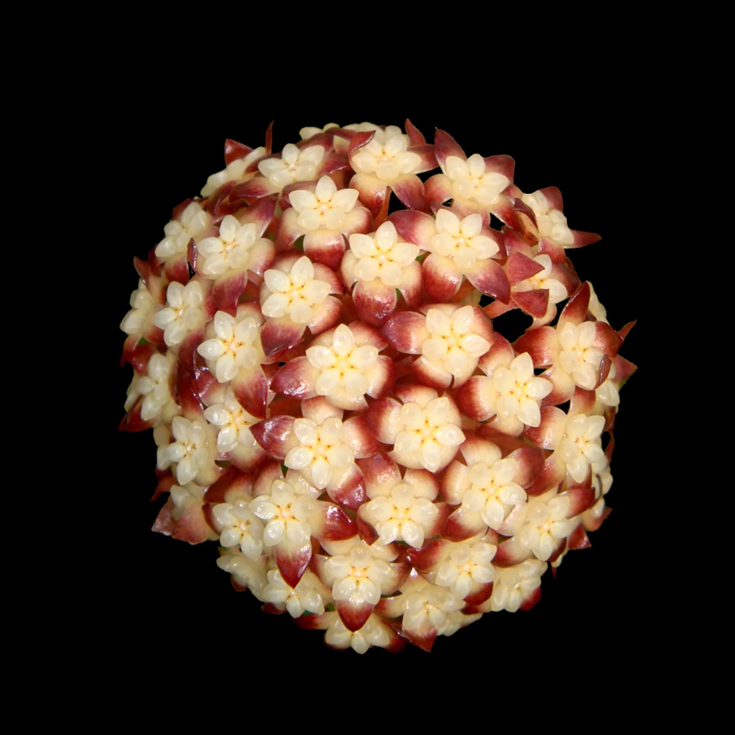 Hoya finlaysonii Sarawak