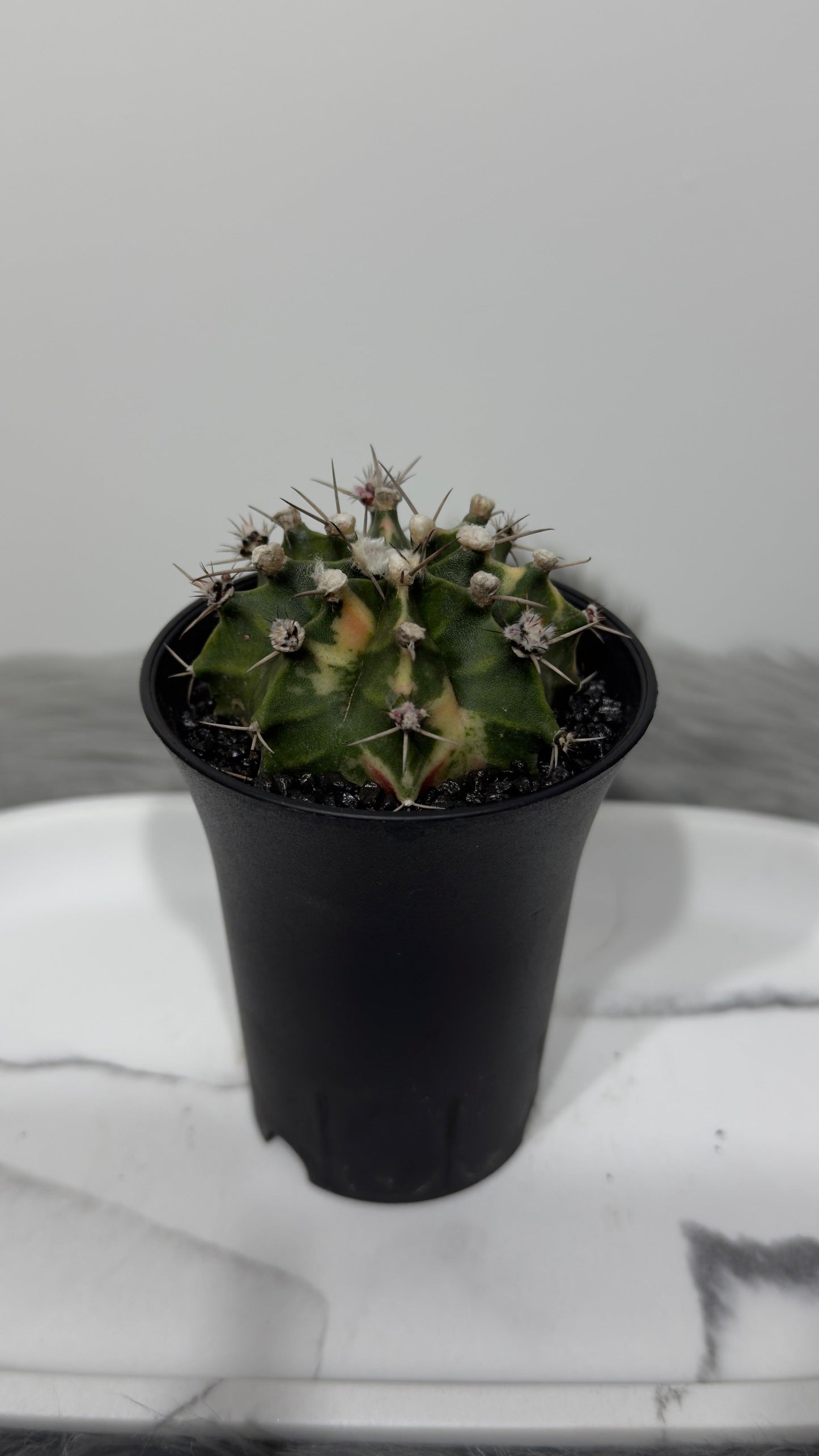 Gymnocalycium mihanovichii variegata - www.augi-plants.lv
