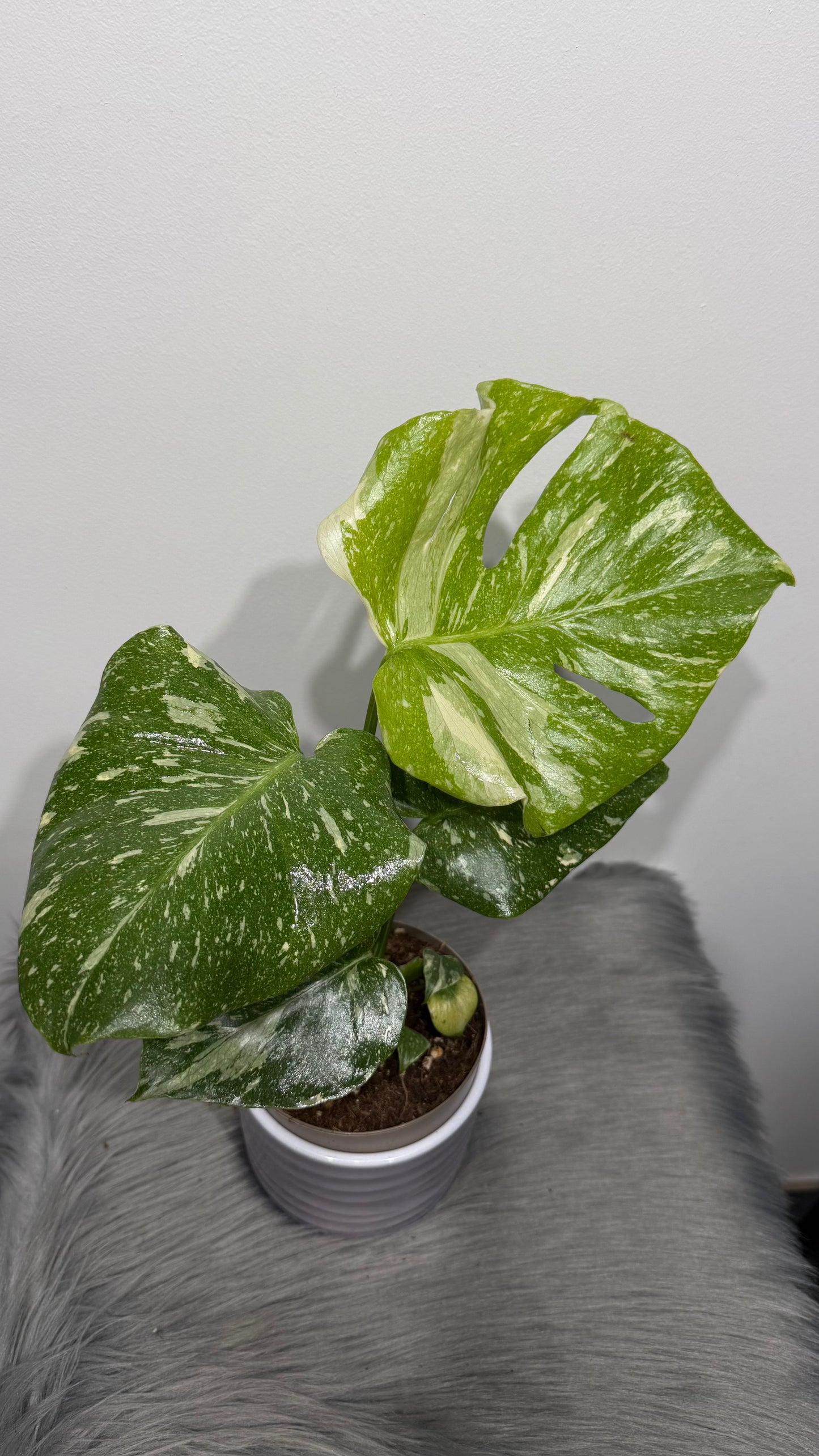 Monstera Thai Constellation