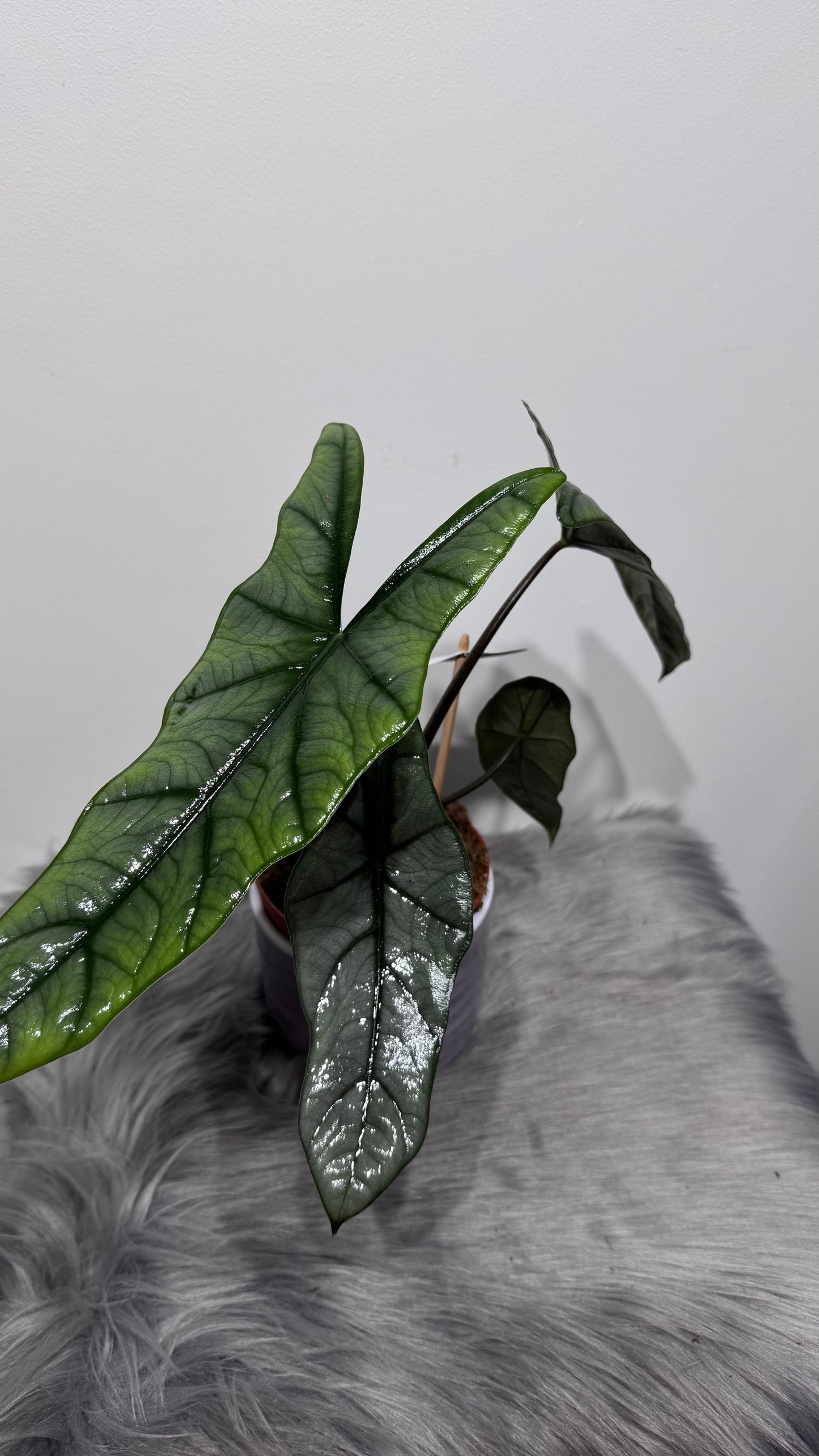 Alocasia heterophylla
