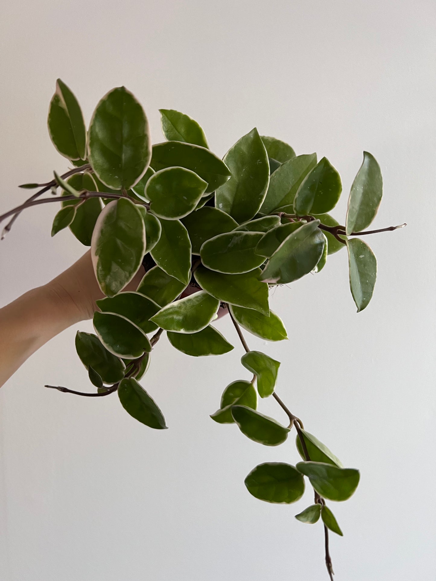 Hoya carnosa 'Krimson Queen' - www.augi-plants.lv