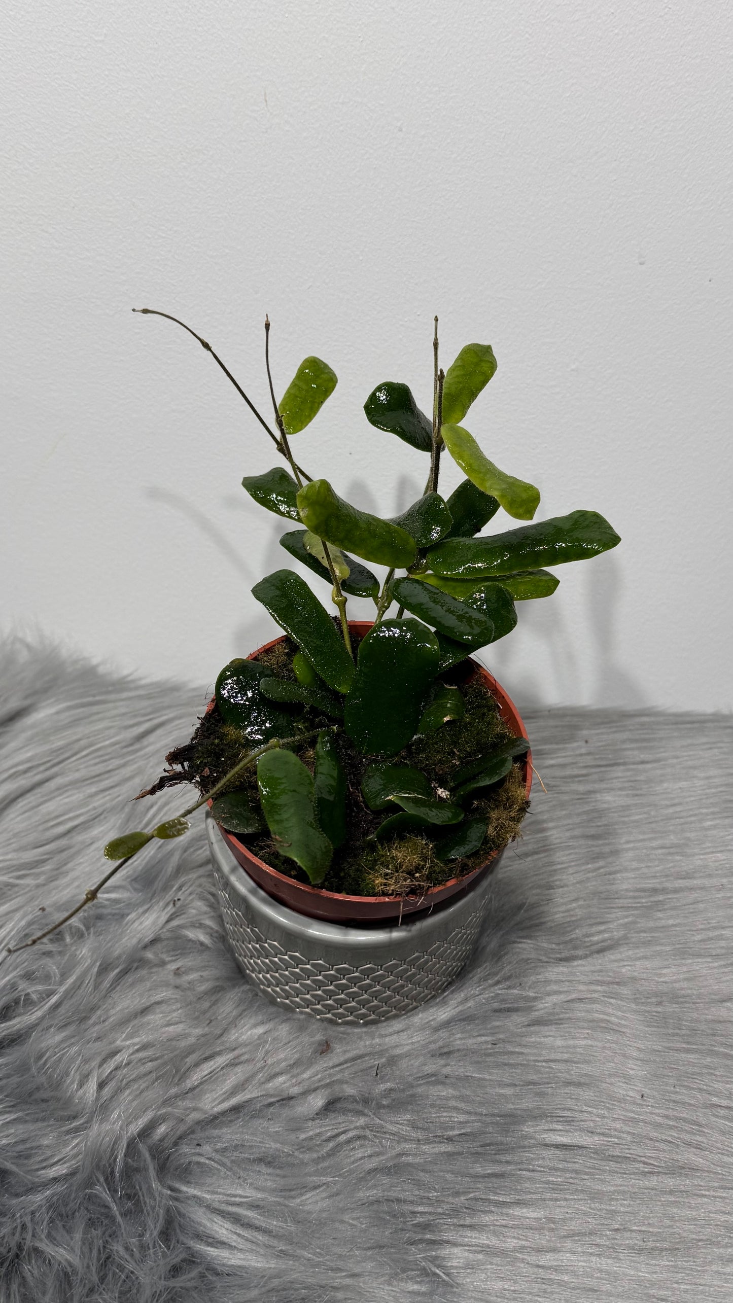 Hoya Rotundiflora