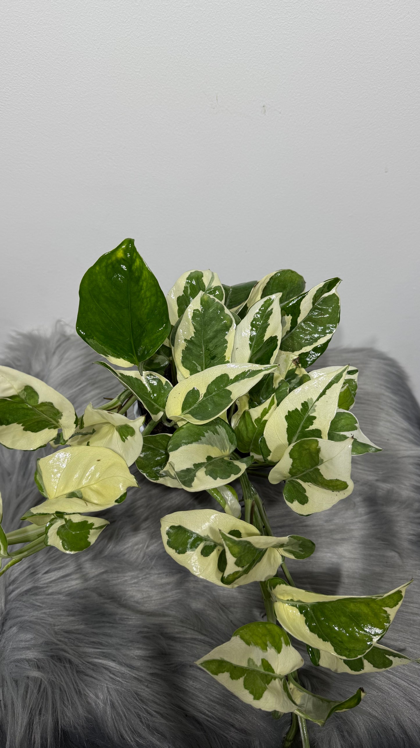 Epipremnum N’Joy