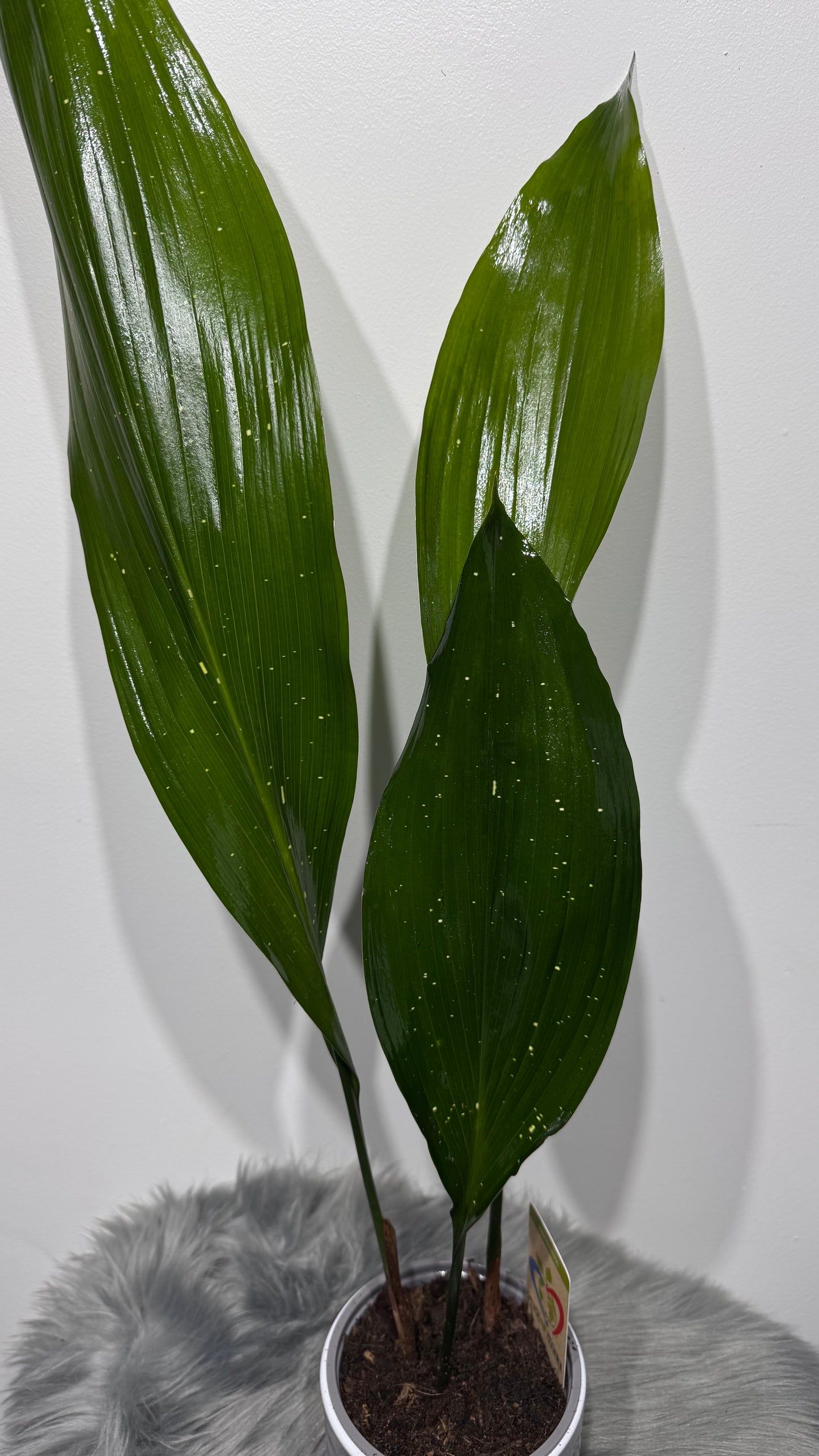 Aspidistra elatior Milky Way Mājas svētība