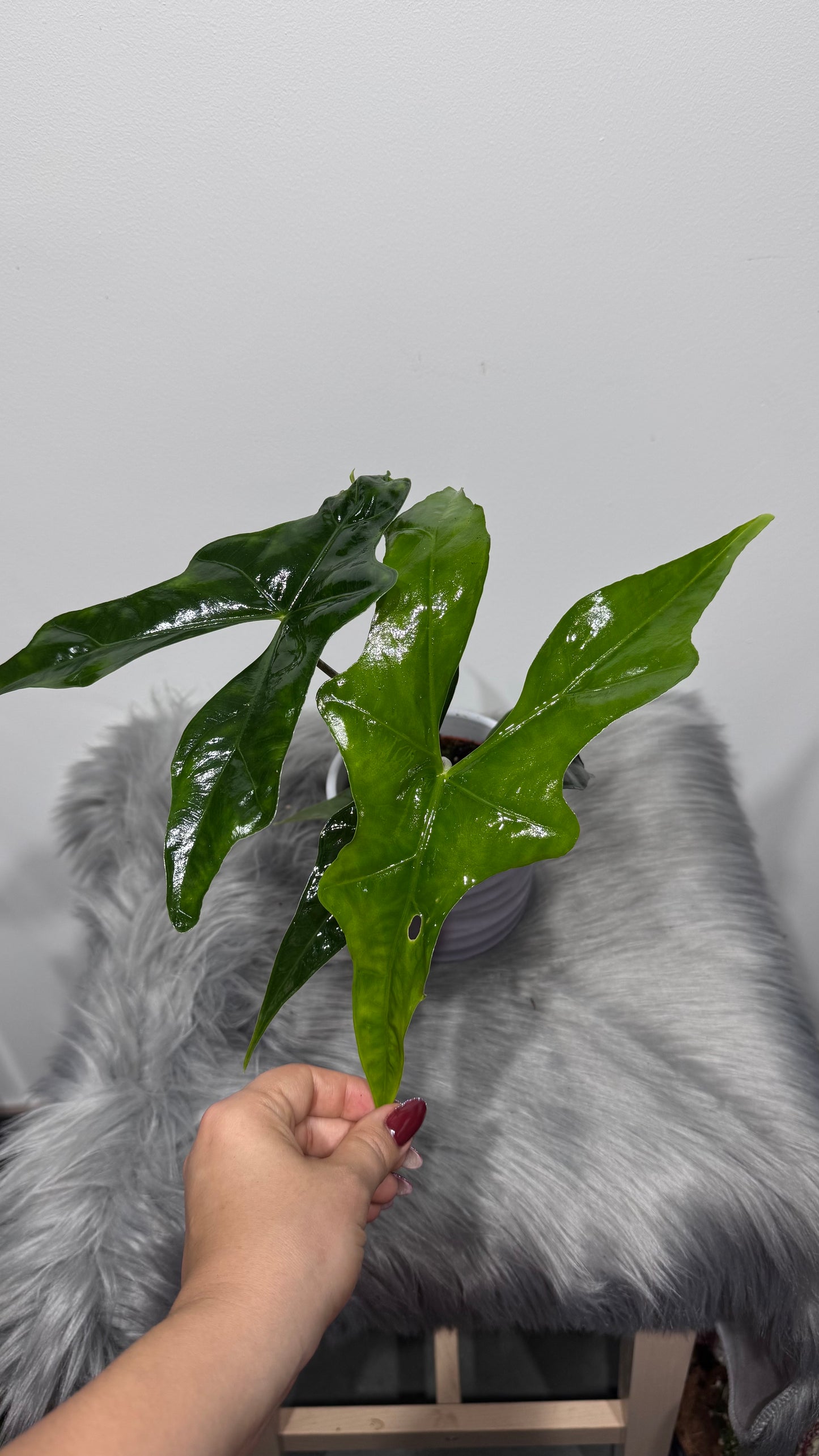 Alocasia nycteris Bat Wing