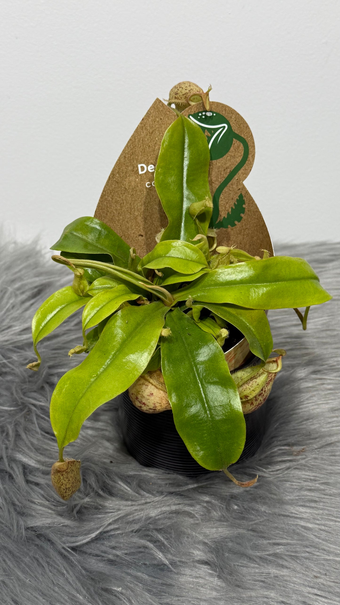 Nepenthes hookeriana