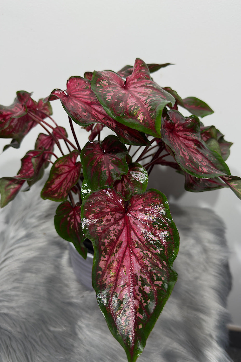 Caladium 6