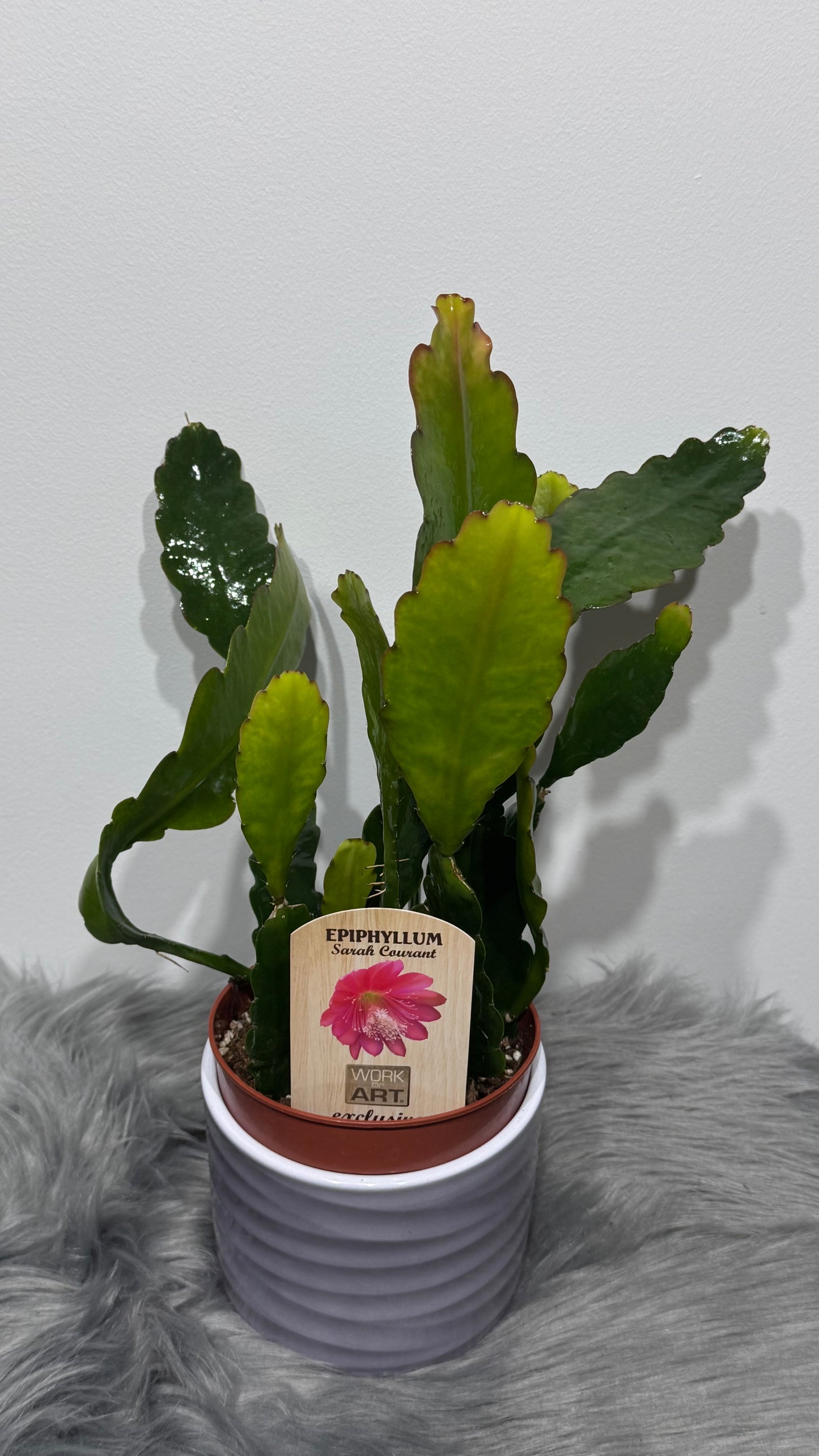 Epiphyllum Sarah Courant