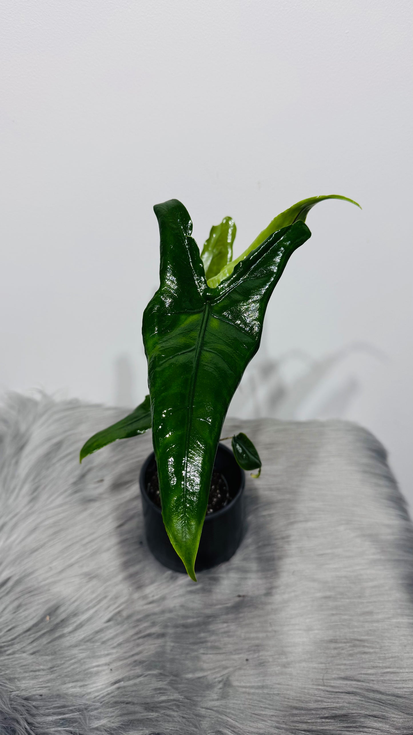 Alocasia Zebrina