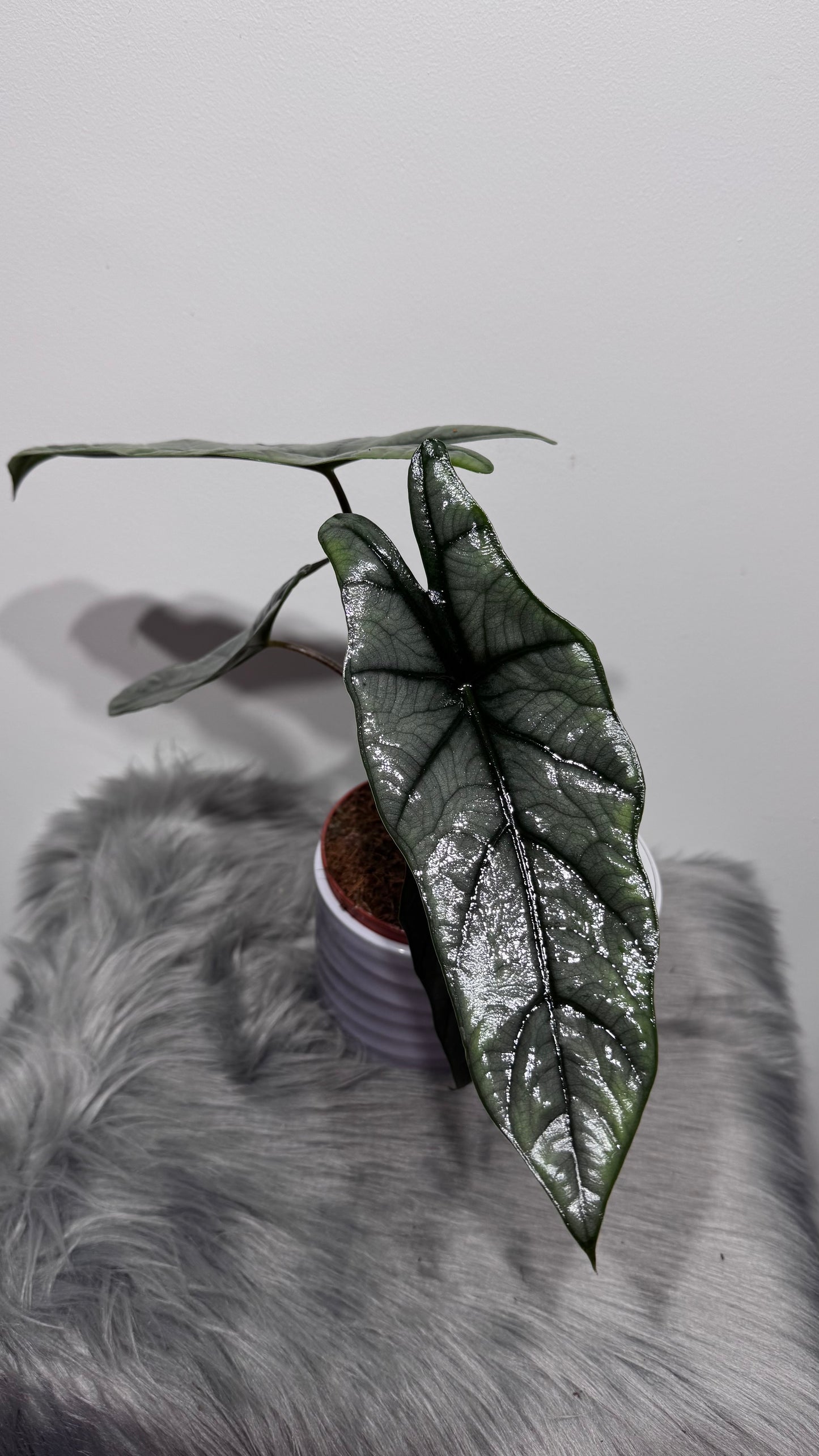 Alocasia heterophylla