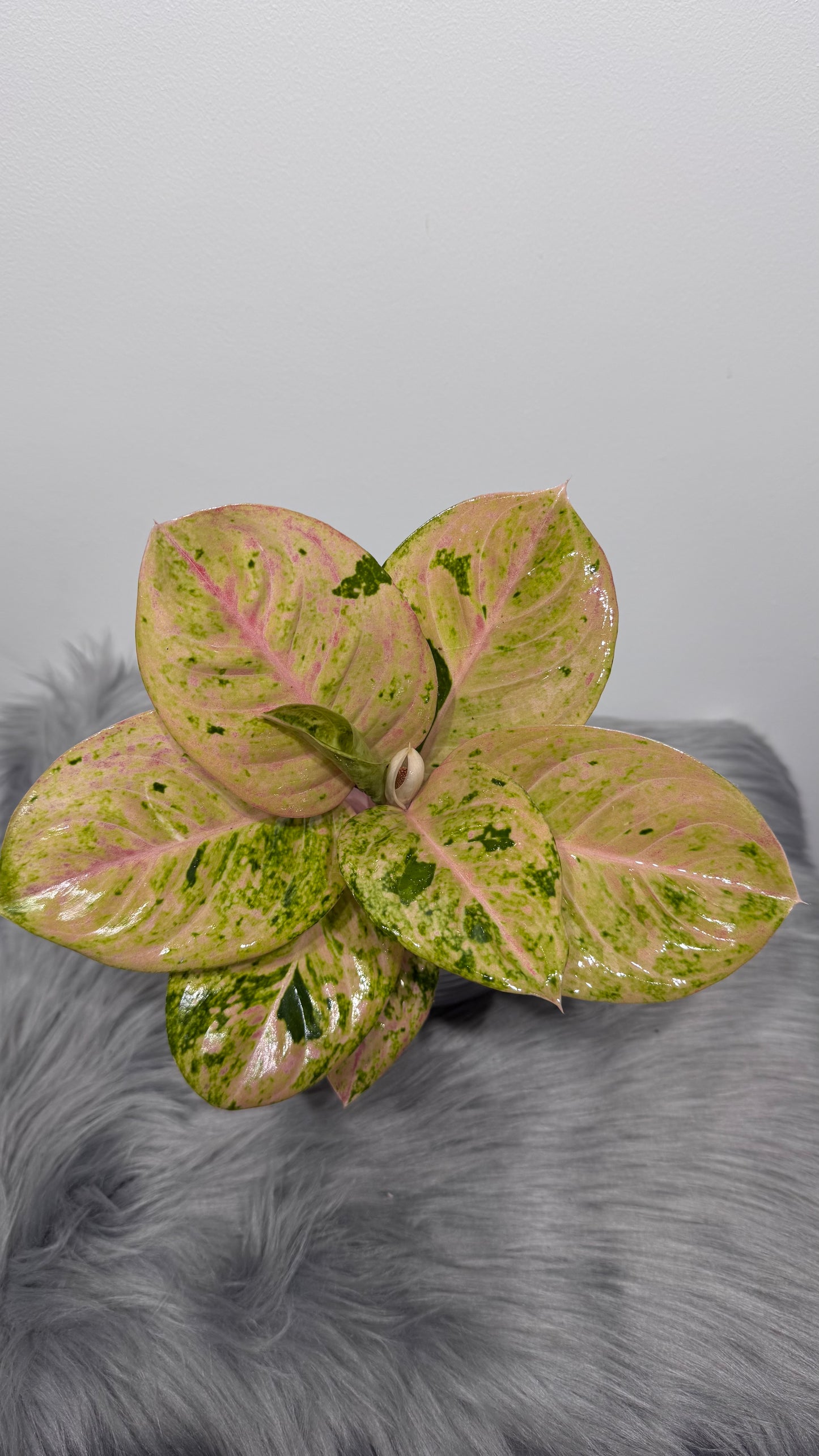 Aglaonema 11