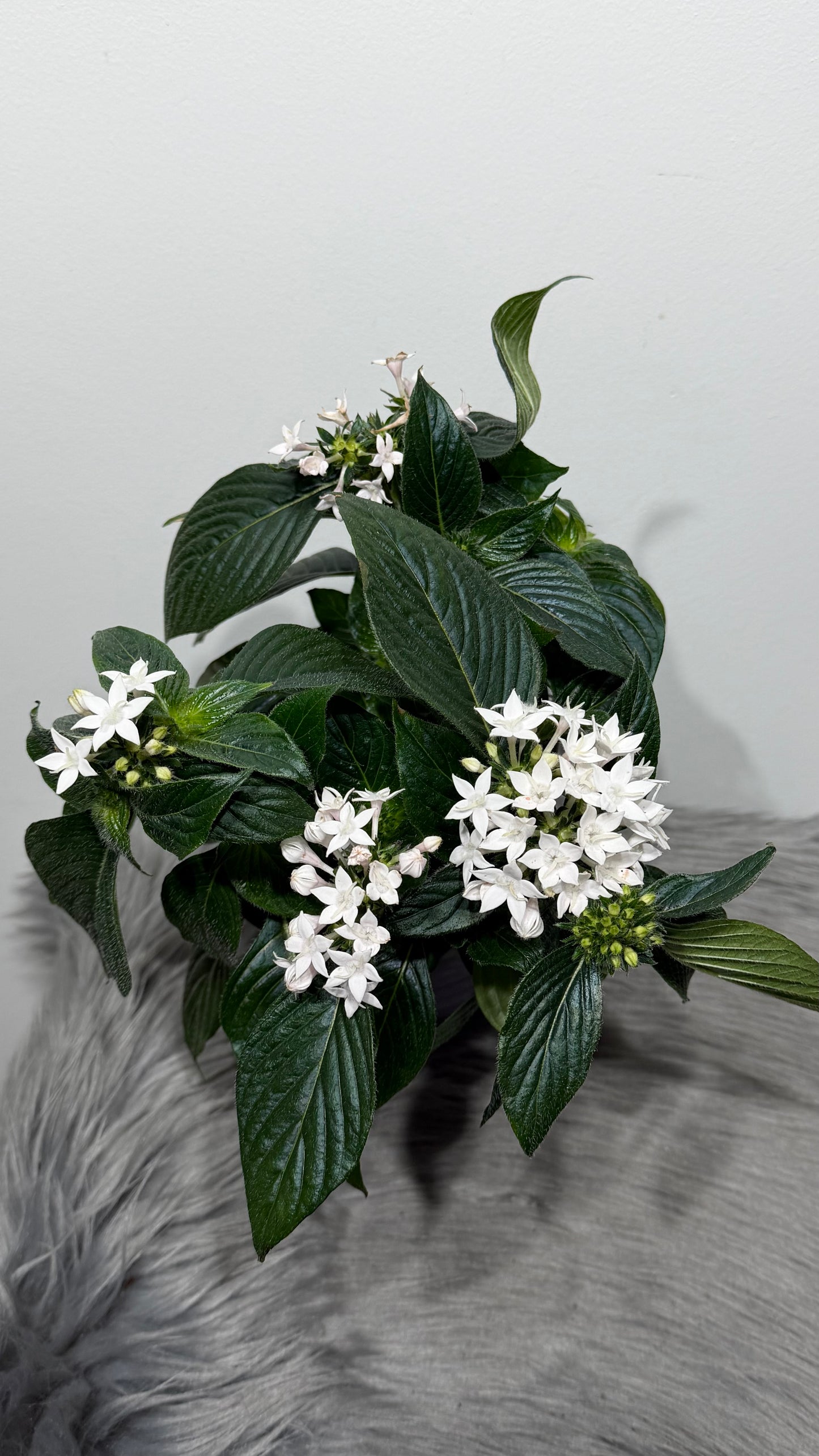 Pentas Lanceolata White