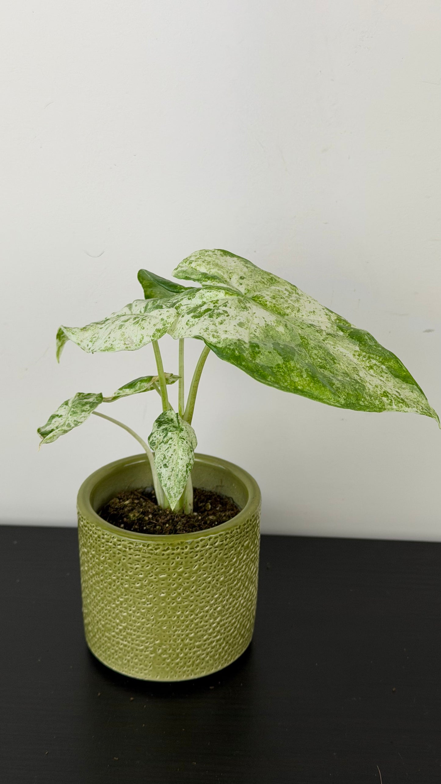 Alocasia macrorrhizos Camouflage