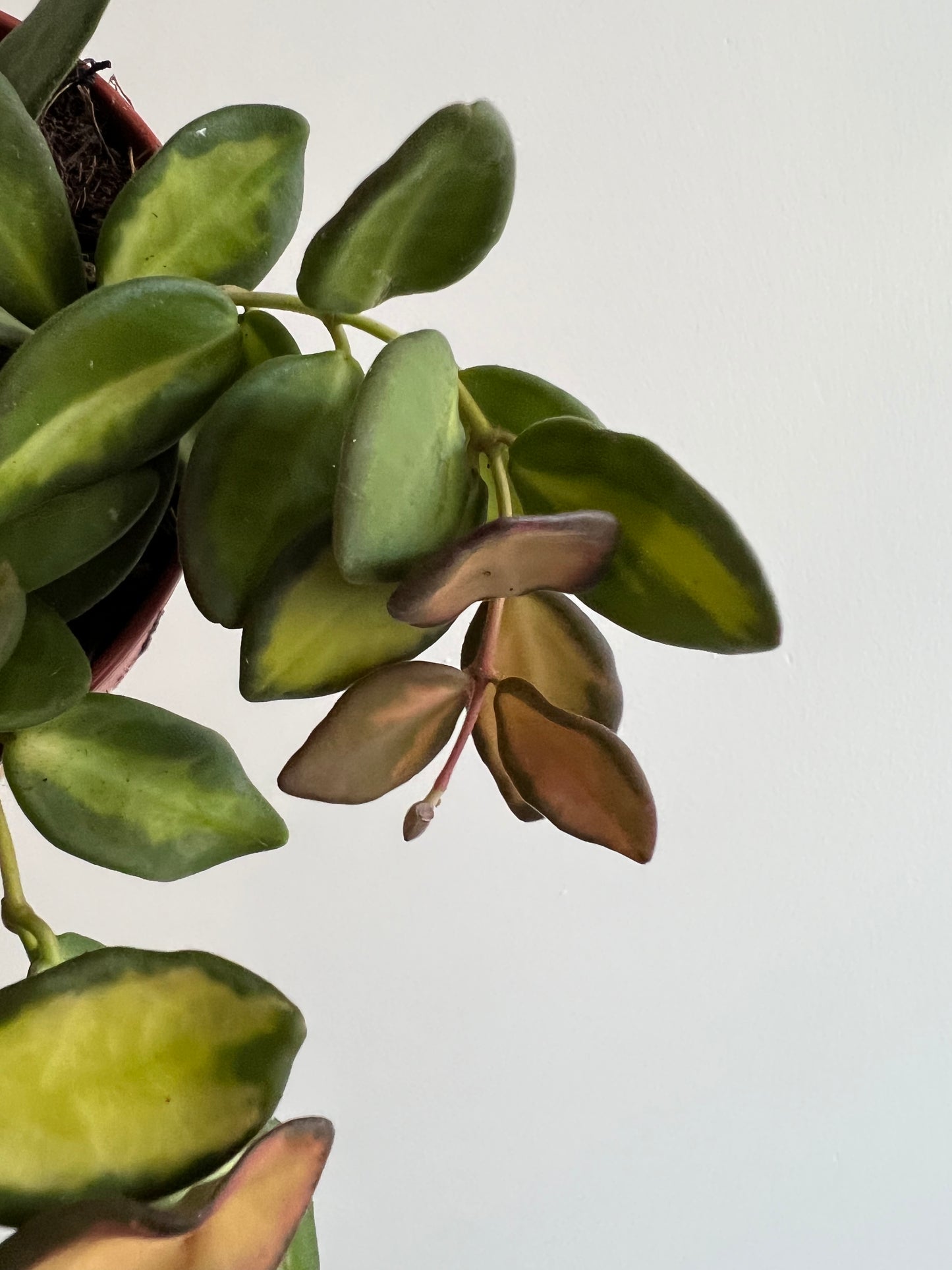 Hoya 'DS-70' - www.augi-plants.lv