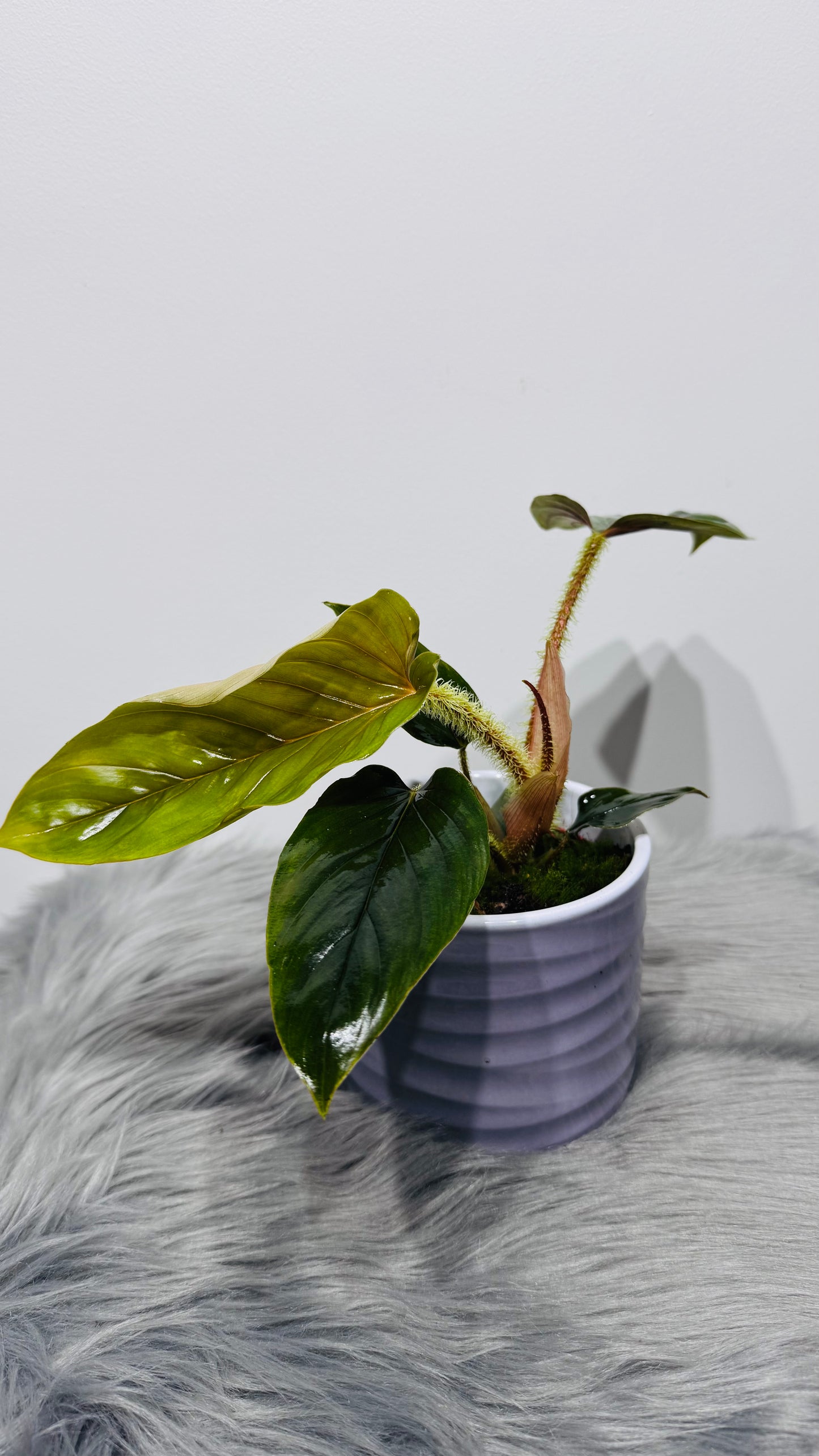 Philodendron Serpens