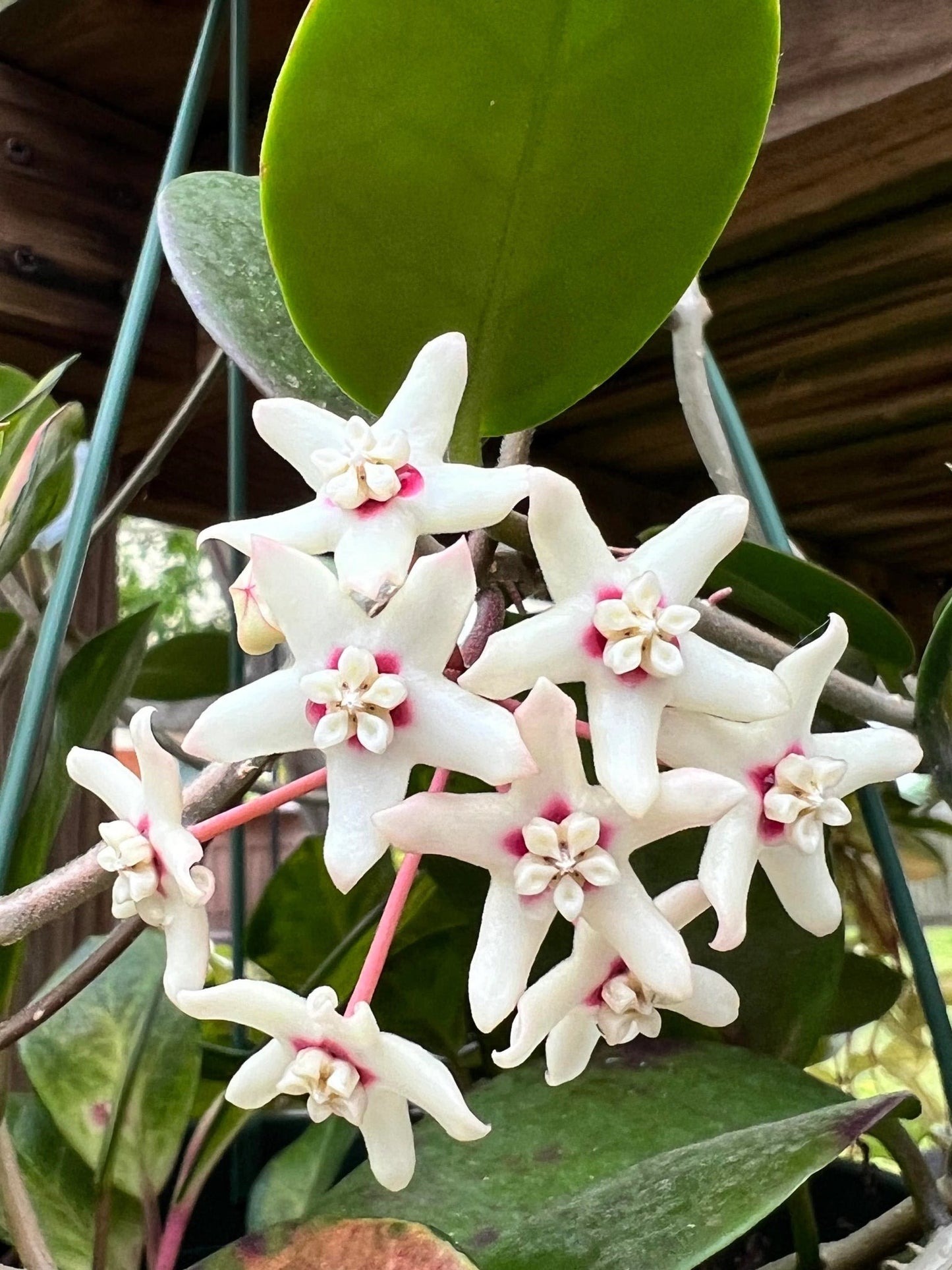 Hoya Australis Blondie - www.augi-plants.lv