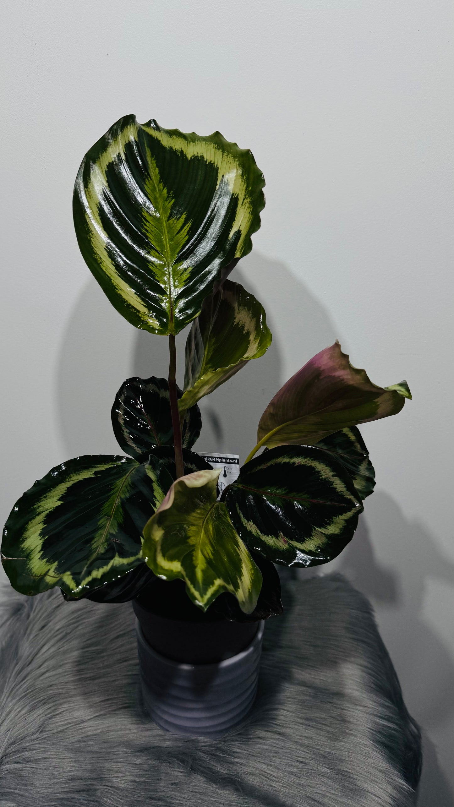 Calathea Roseopicta