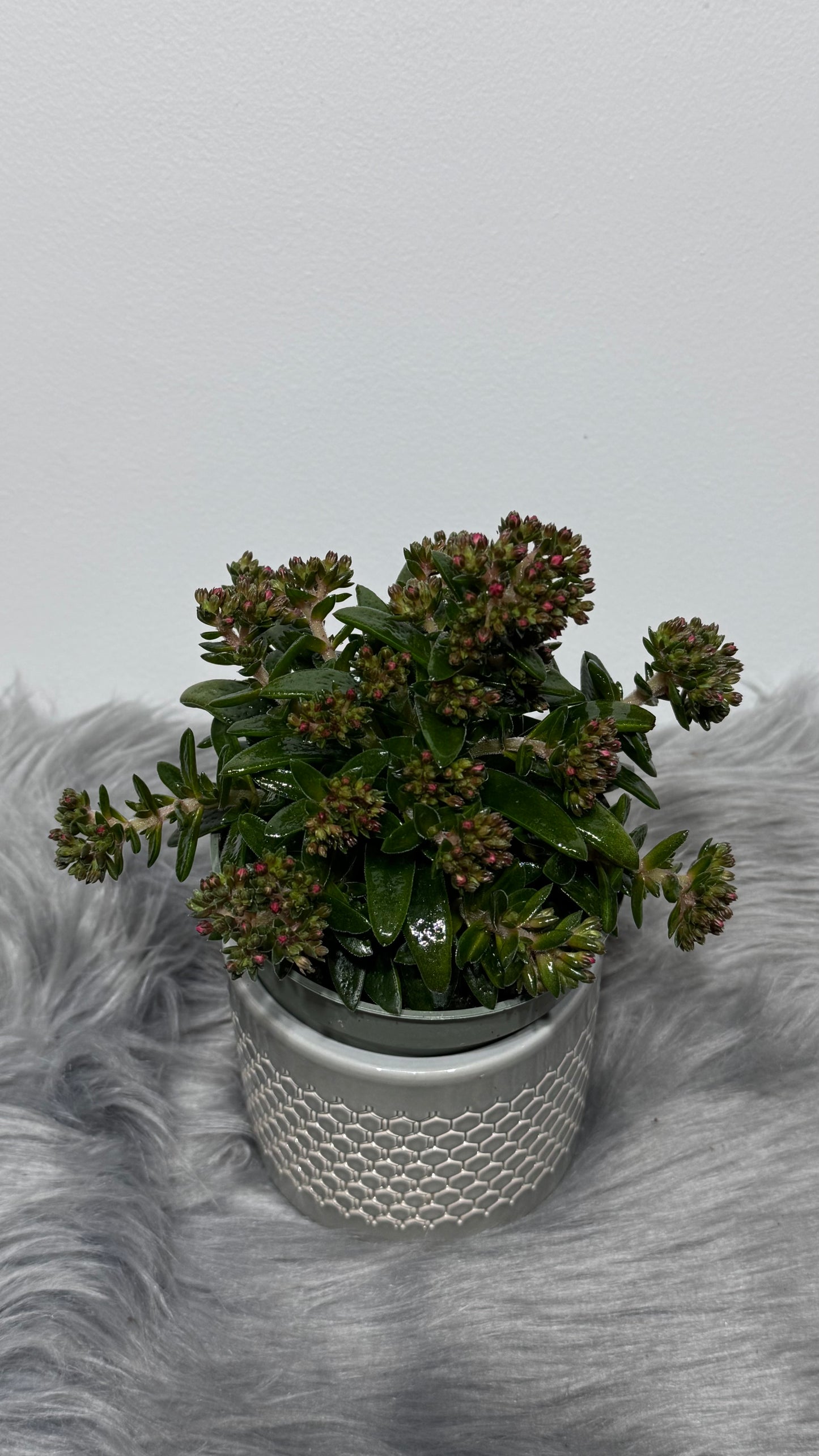 Crassula Schmidtii