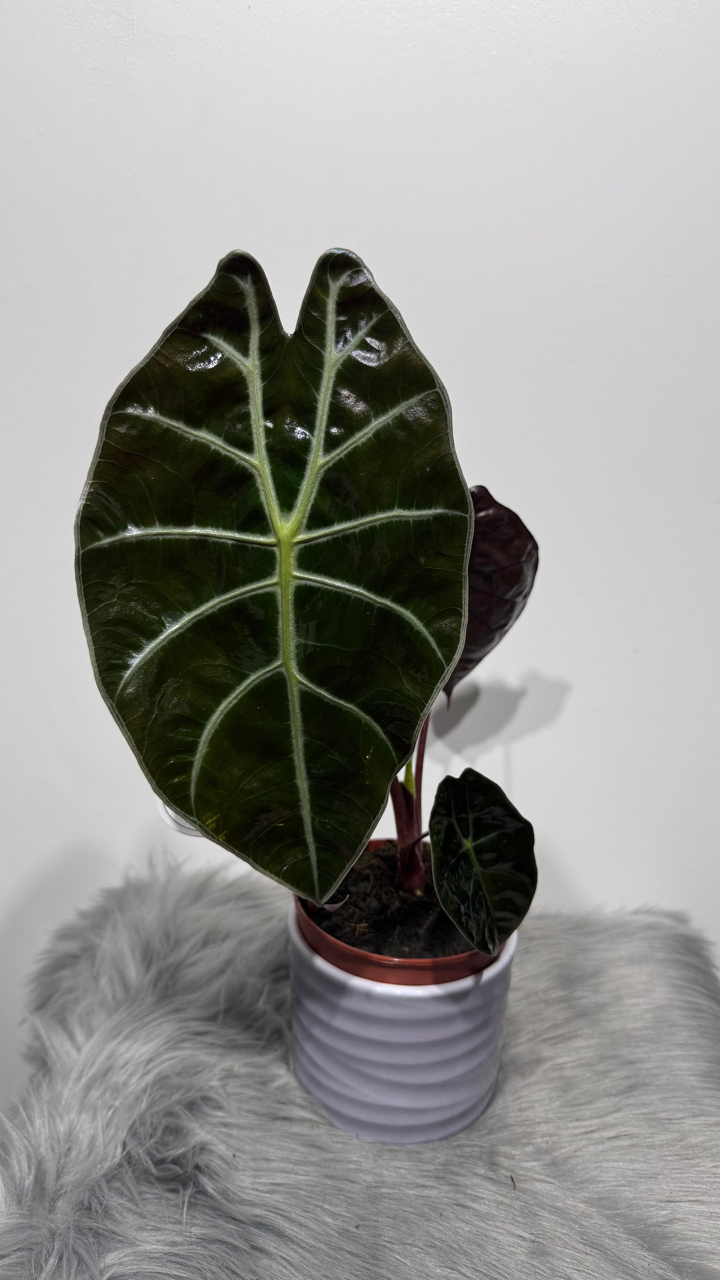 Alocasia 2