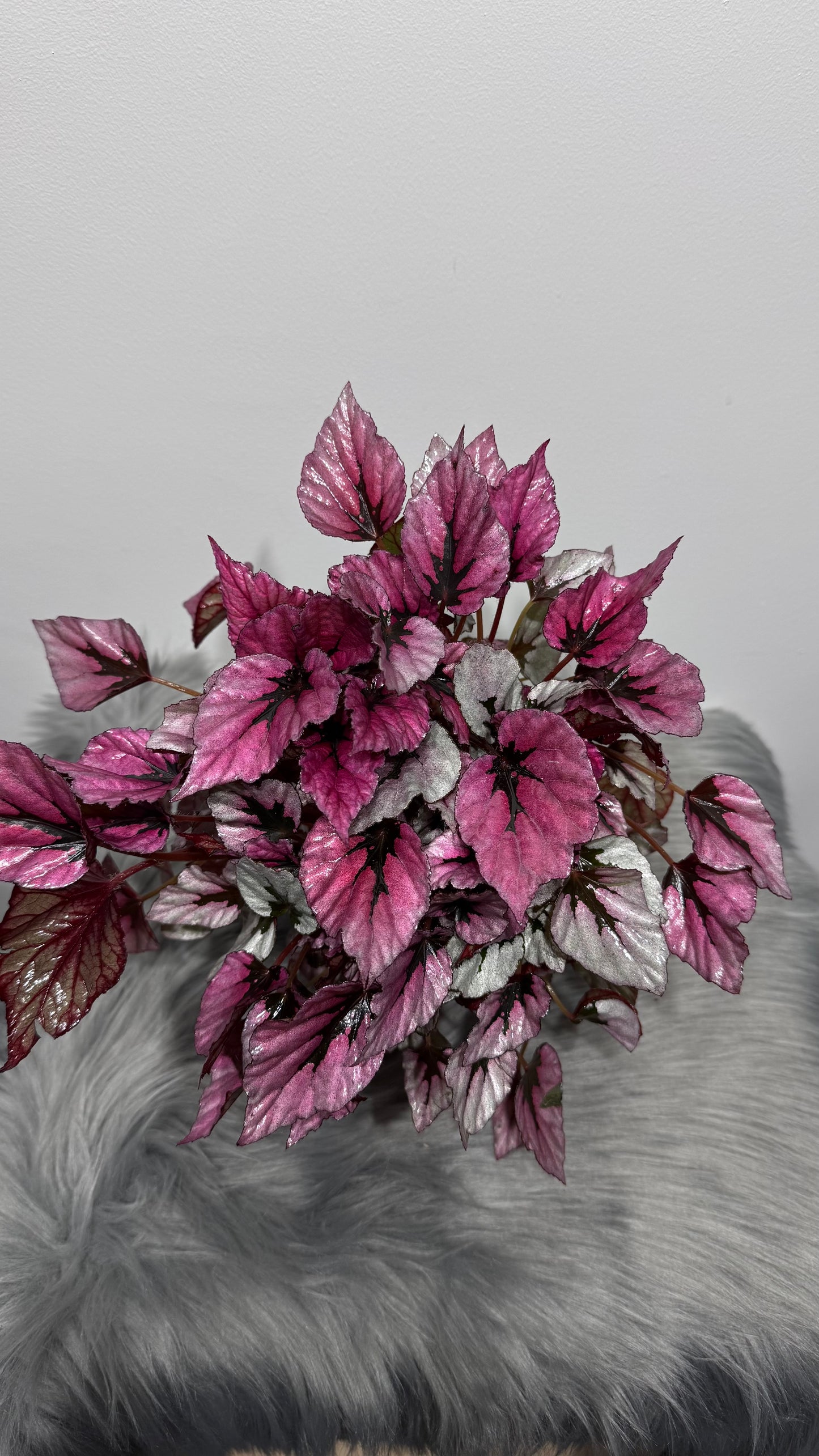 Begonia Beleaf 3